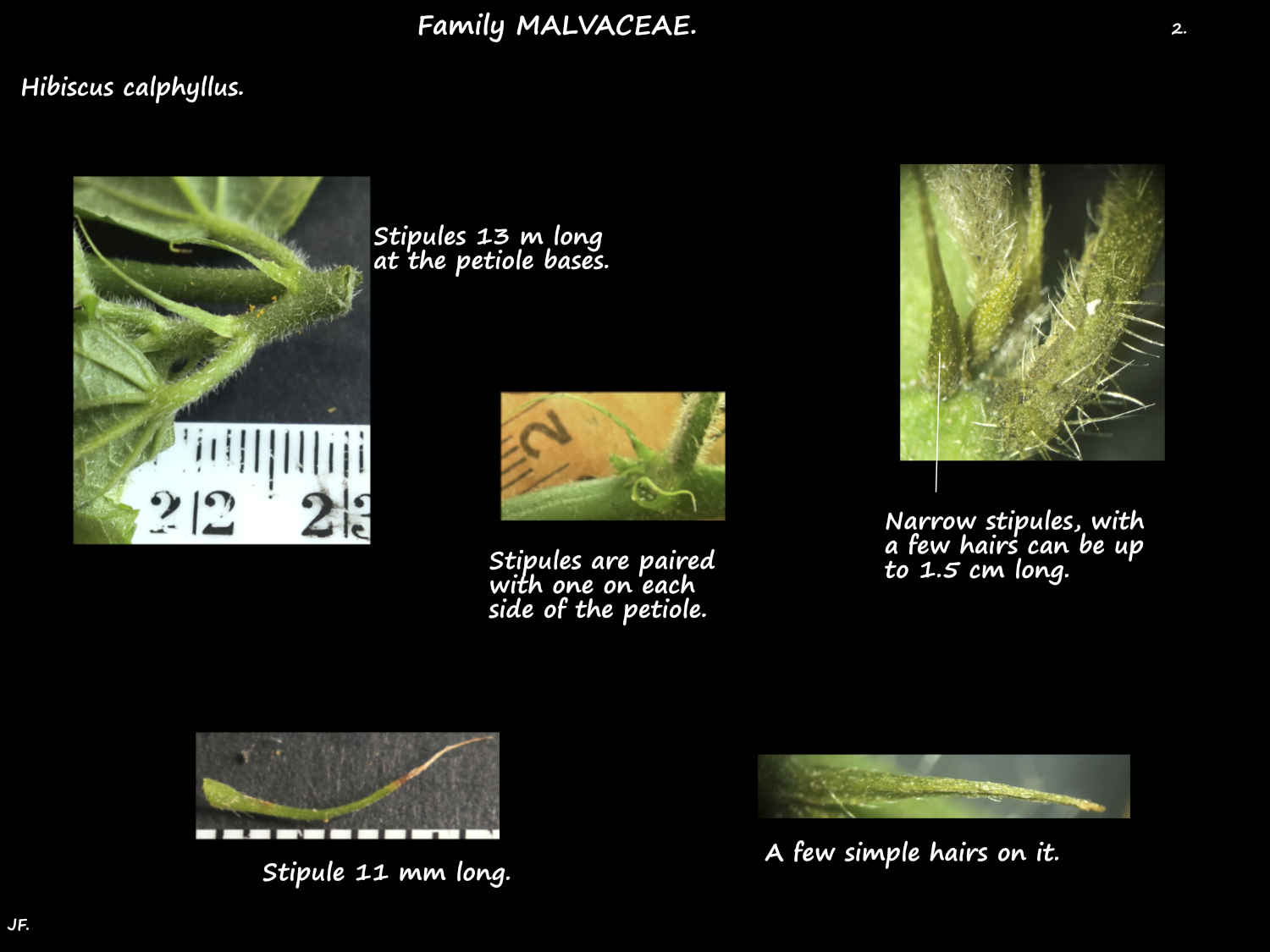 2 Hibiscus calyphyllus stipules