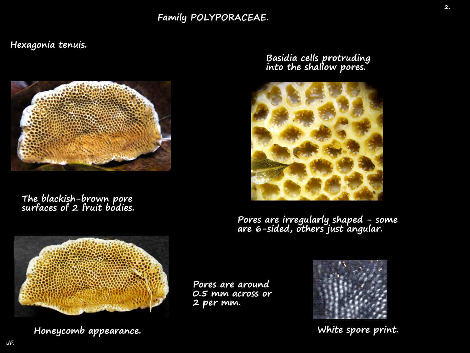 2 Honeycomb Hexagonia tenuis spore surface