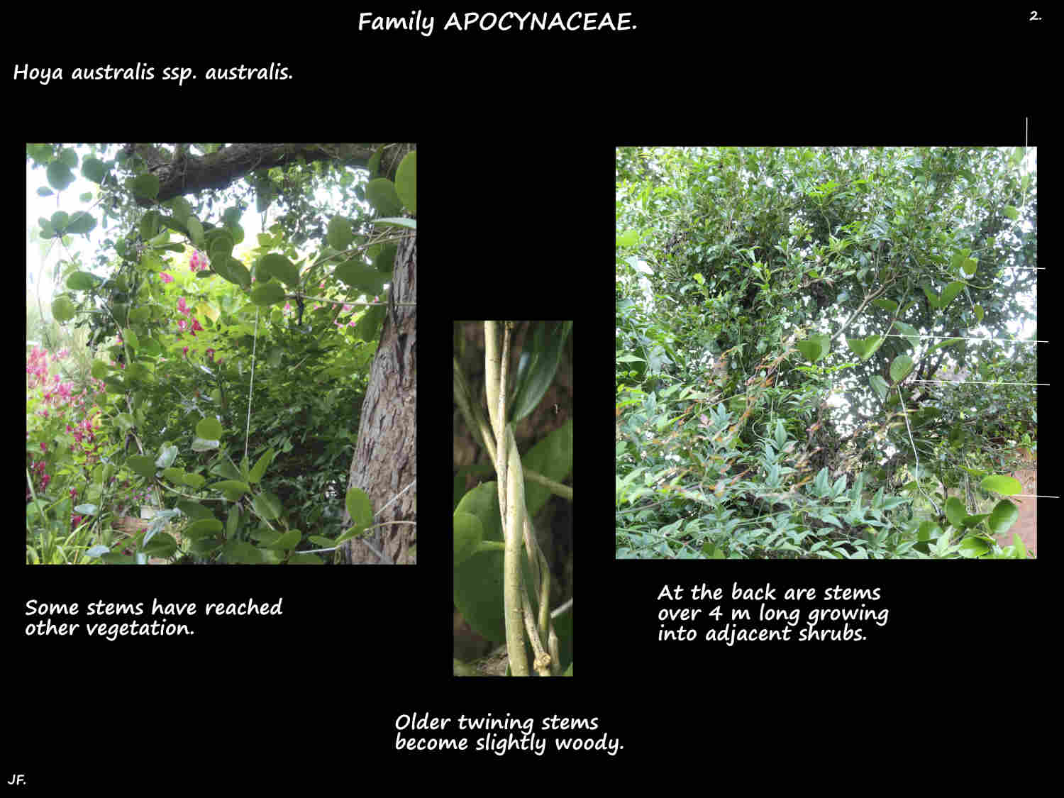 2 Hoya australis vine 2.