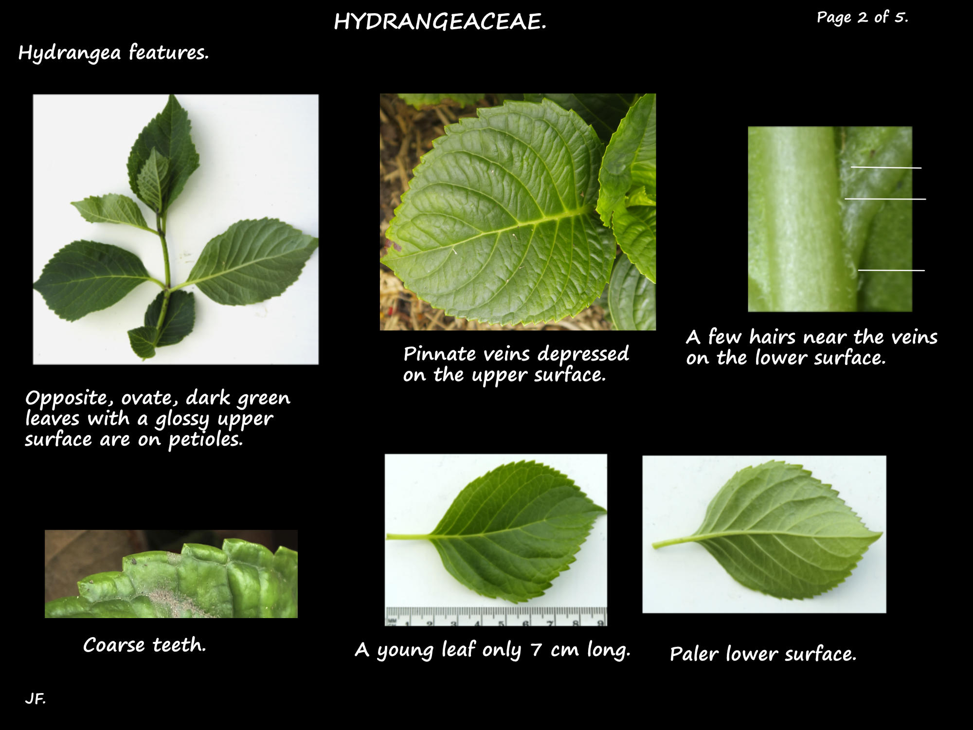 2 Hydrangea leaves