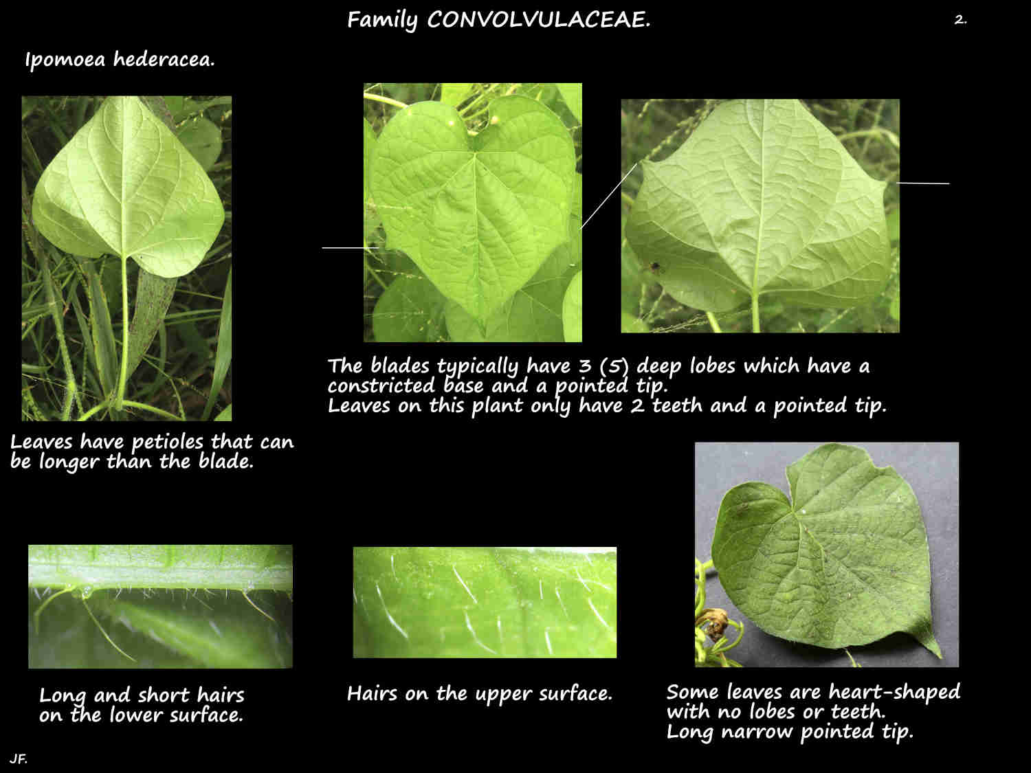 2 Ipomoea hederacea leaves & leaf hairs