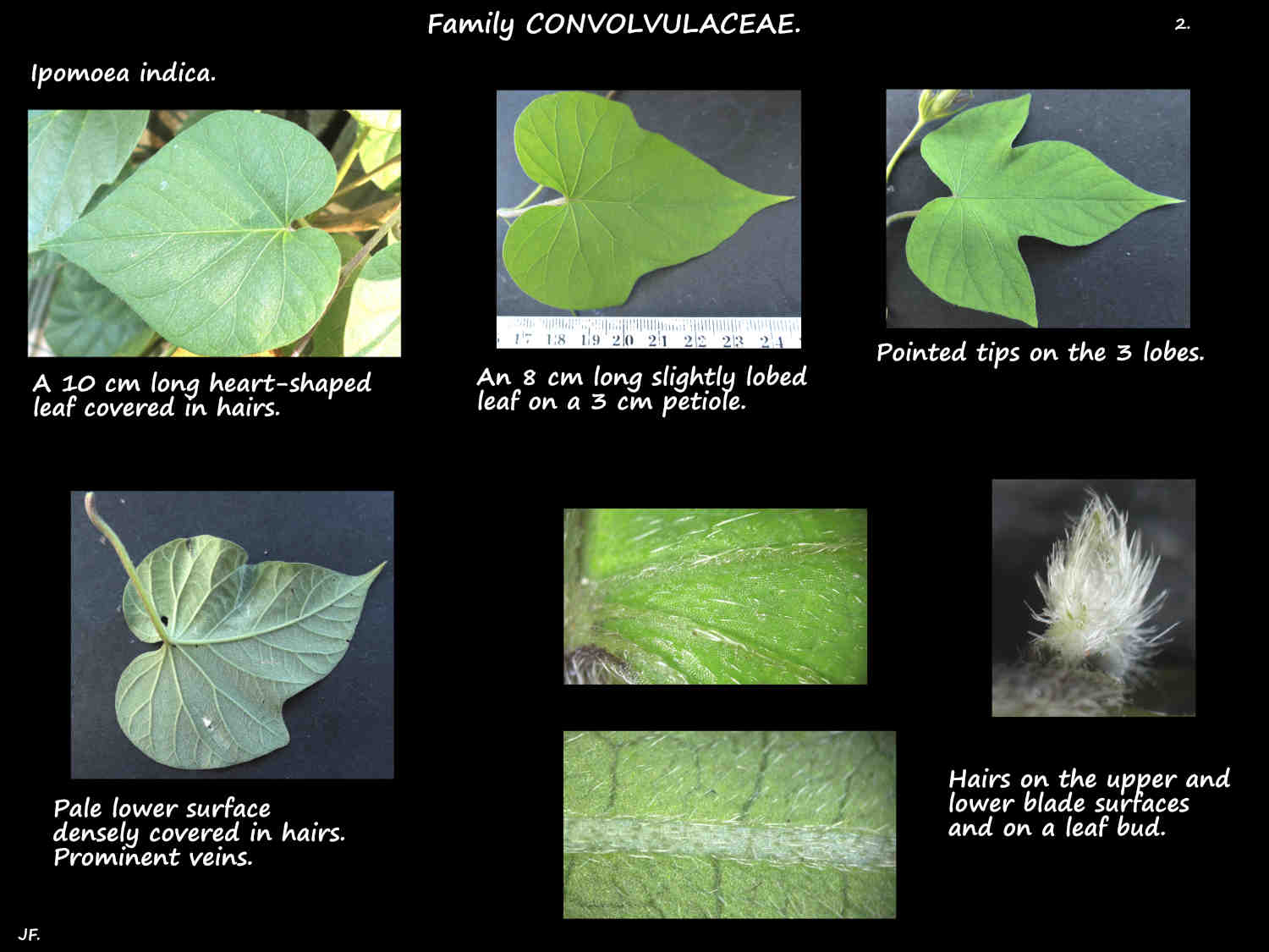 2 Ipomoea indica leaf shapes & hairs