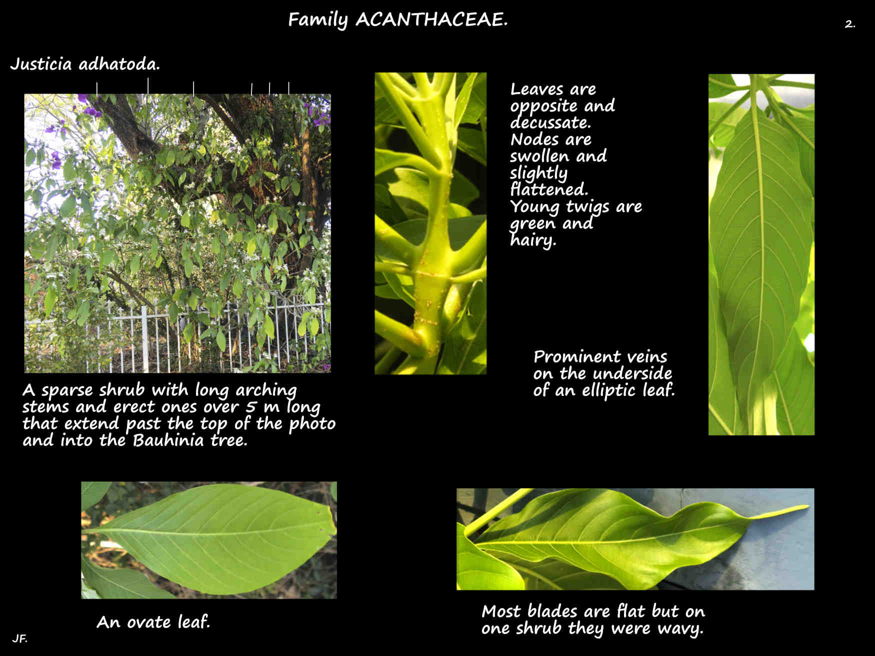 2 Justicia adhatoda leaves