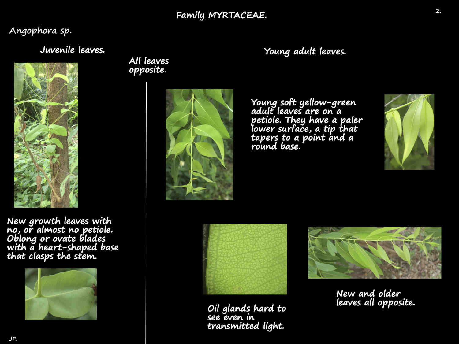 2 Juvenile Angophora leaves