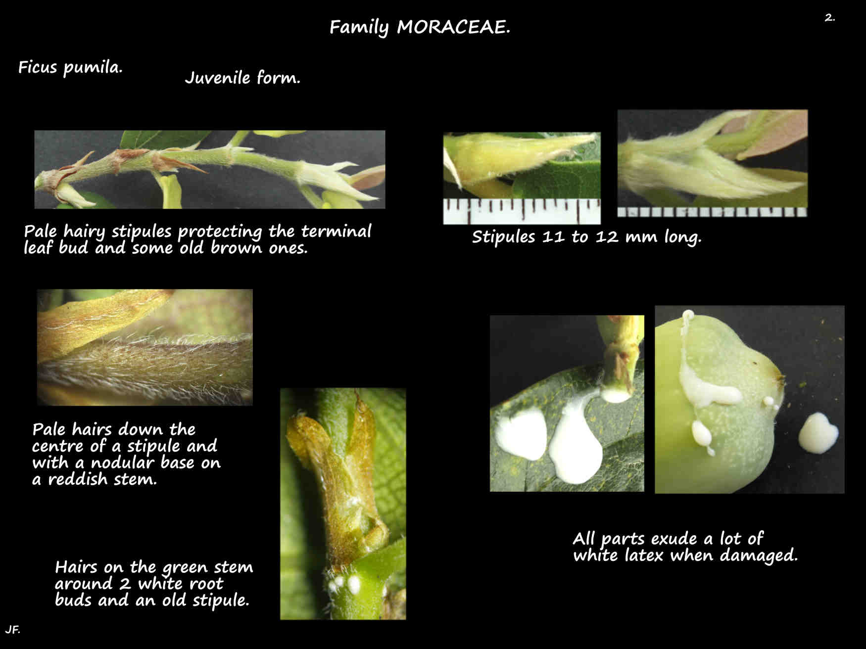 2 Juvenile form Ficus pumila stipules & latex