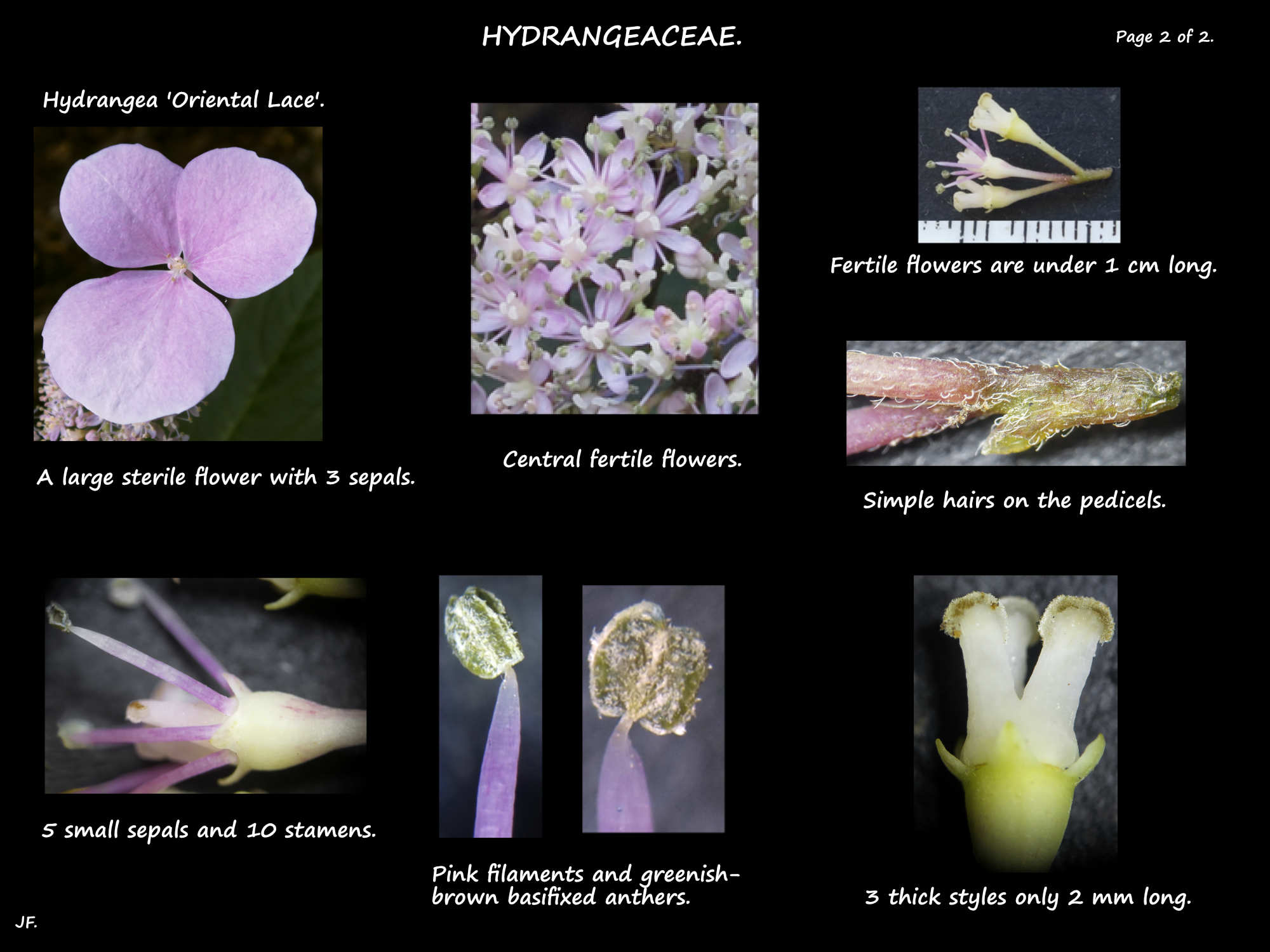 2 Lacecap hydrangea flowers