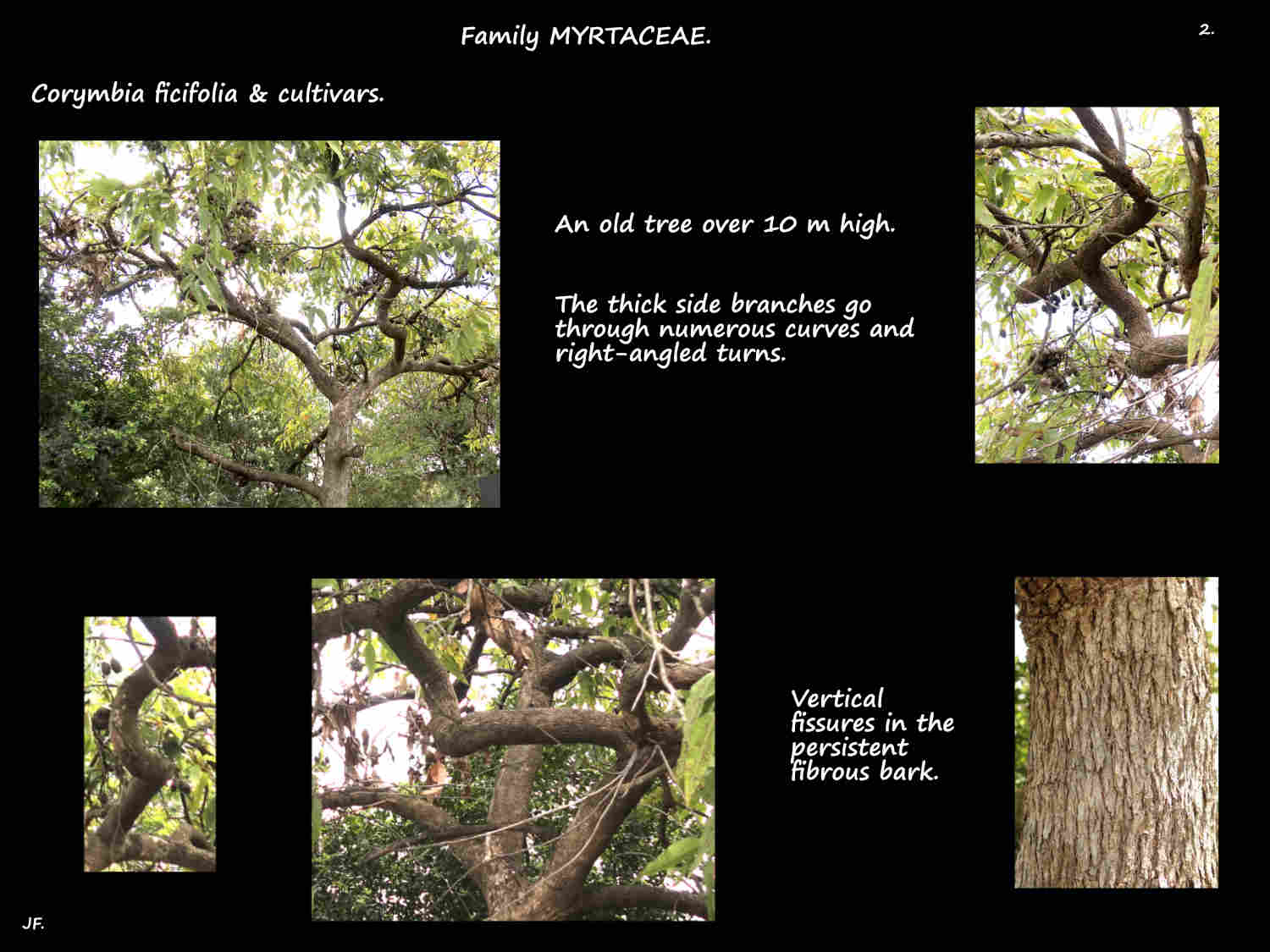 2 Large old Corymbia ficifolia tree
