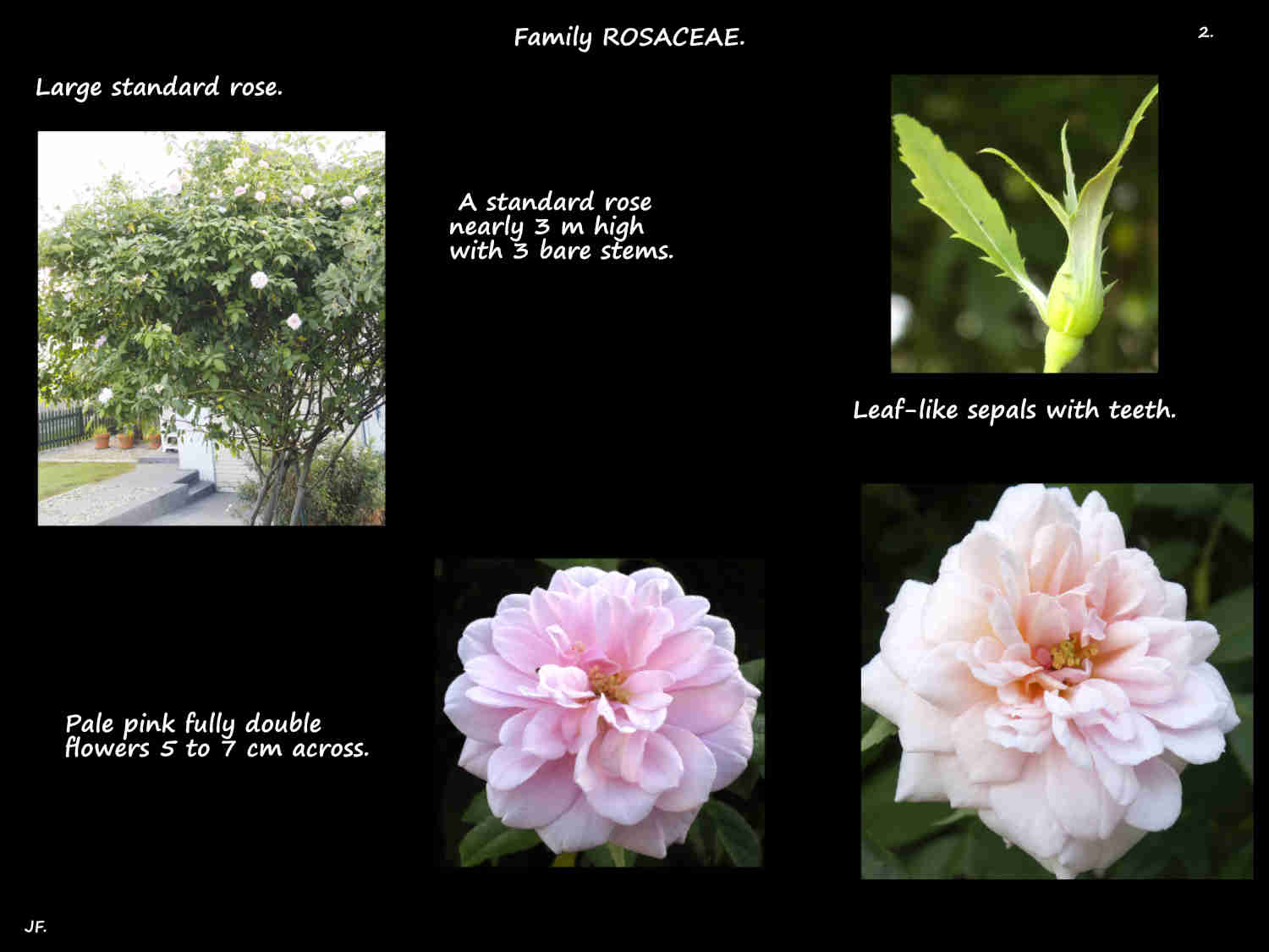 2 Large standard rose