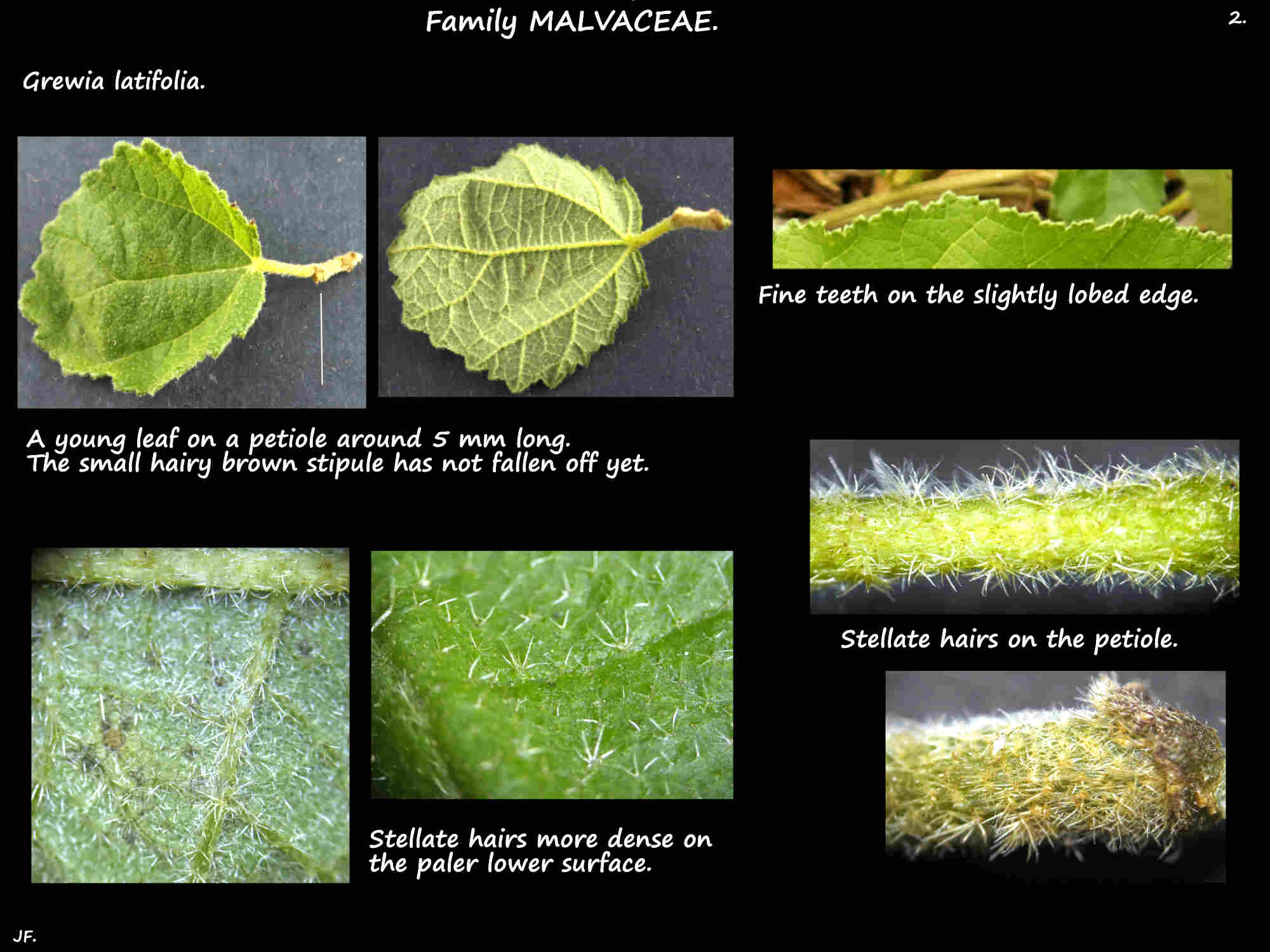 2 Leaf hairs & marginal teeth of Grewia latifolia