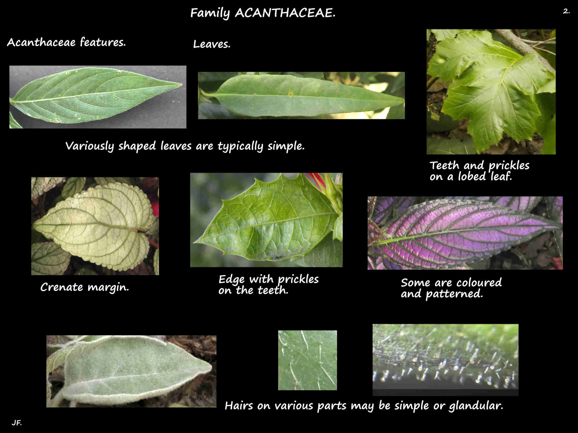 2 Leaf types in Acanthaceae