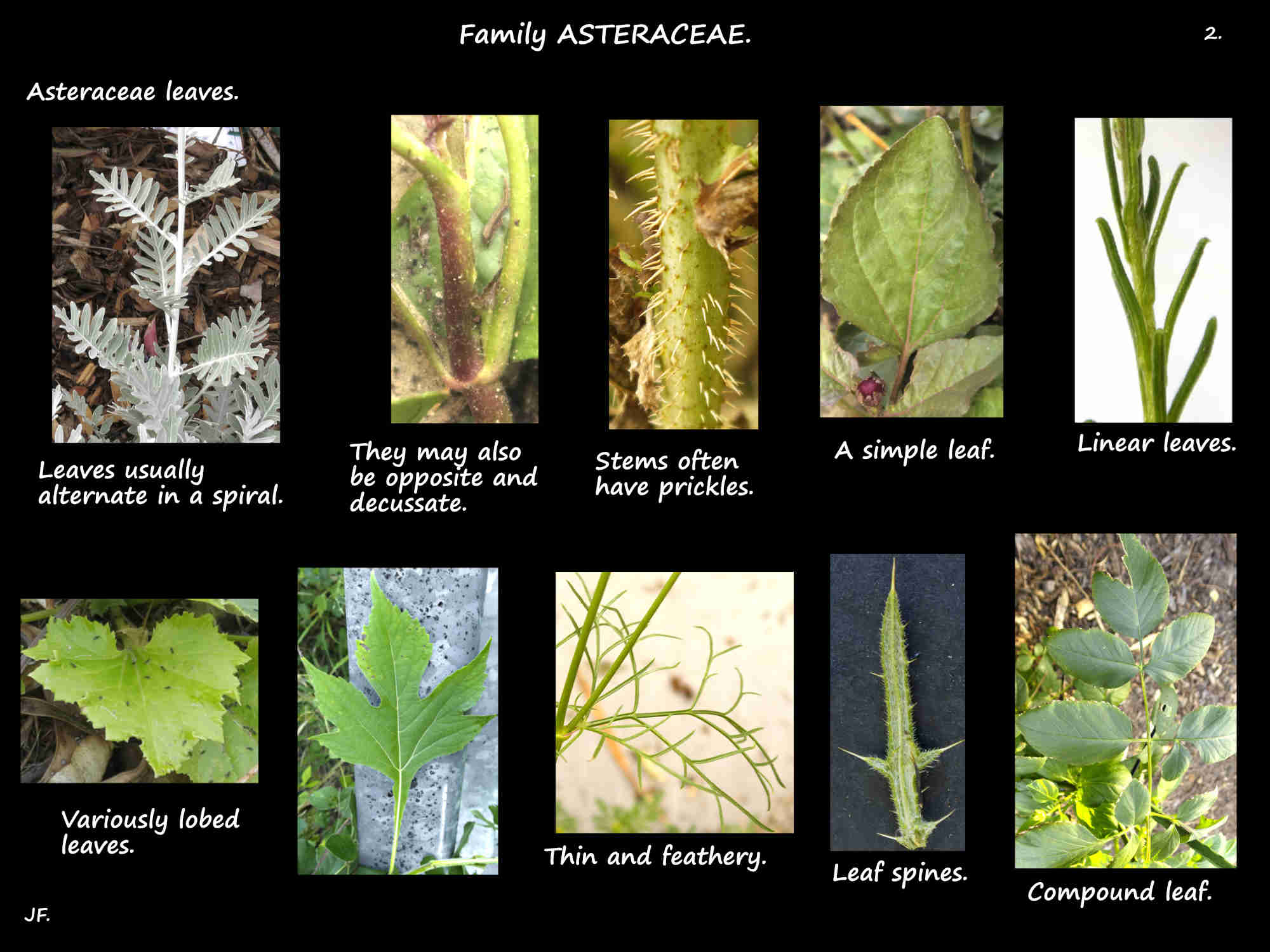 2 Leaf types in the Asteraceae