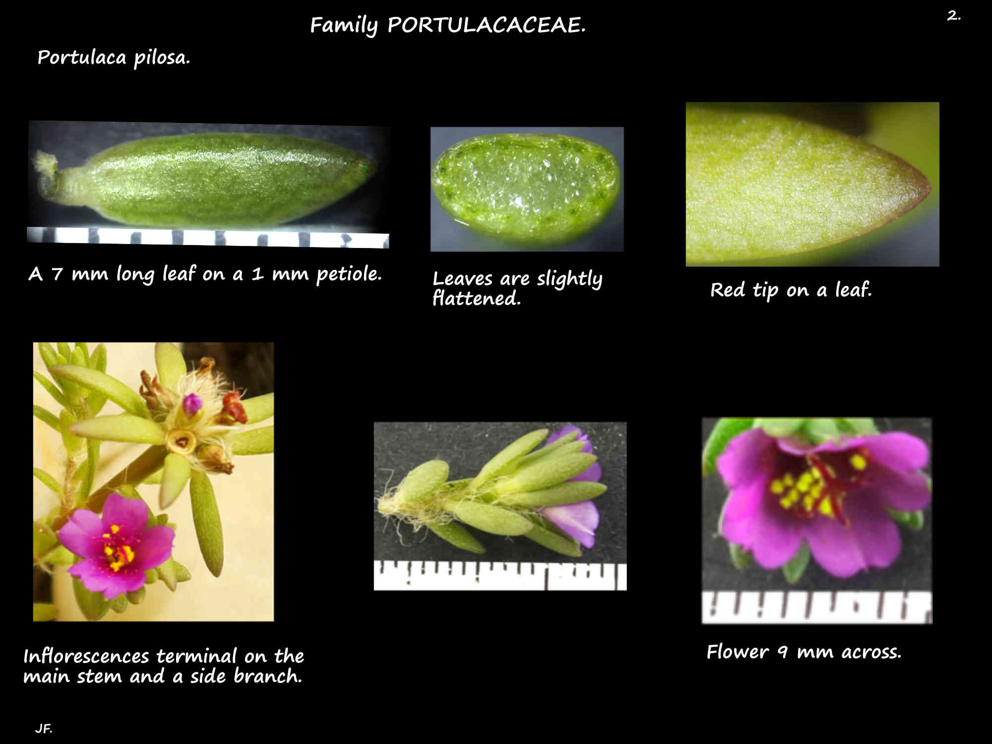 2 Leaves & inflorescences of Portulaca pilosa