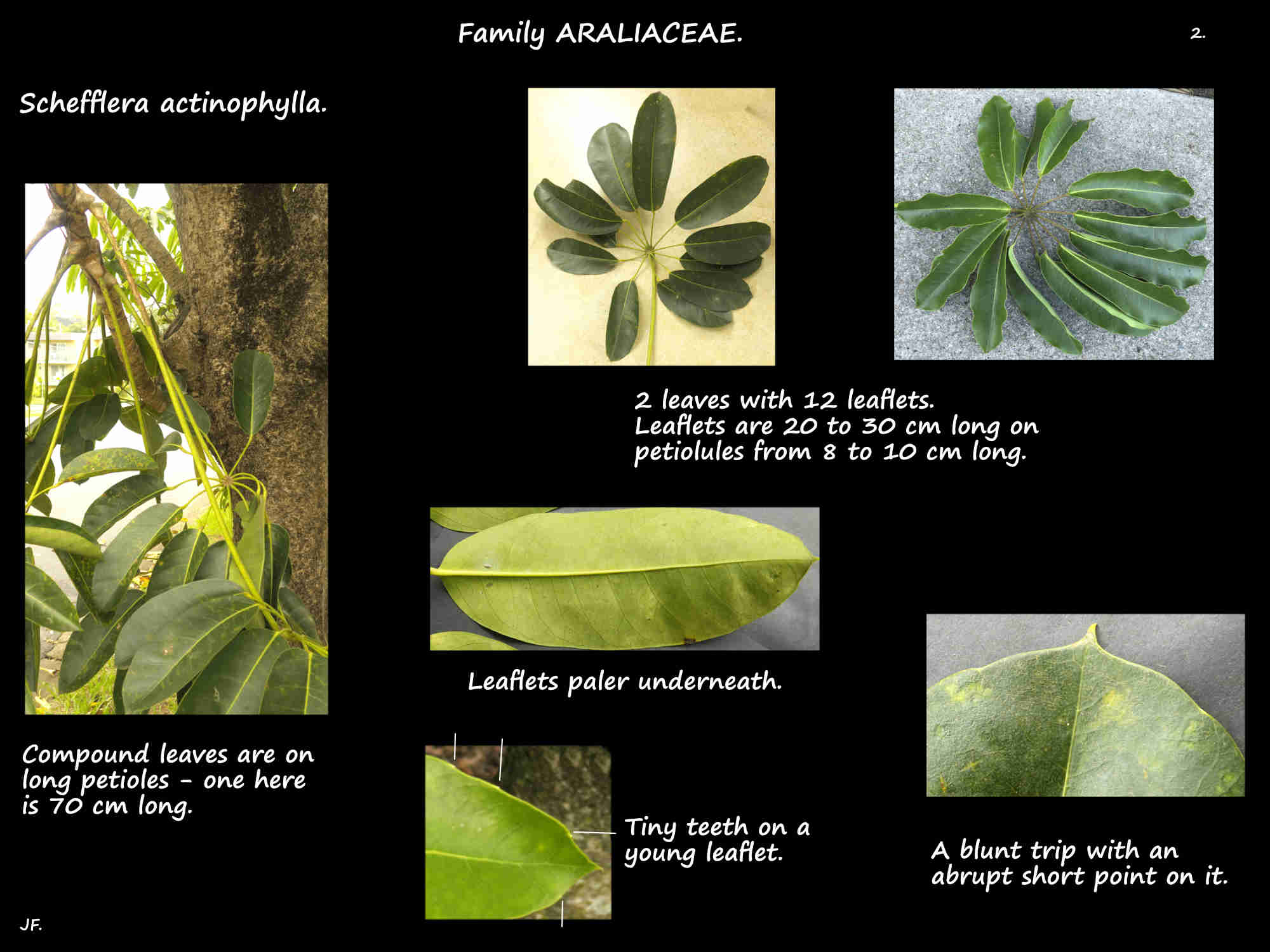 2 Leaves of Schefflera actinophylla