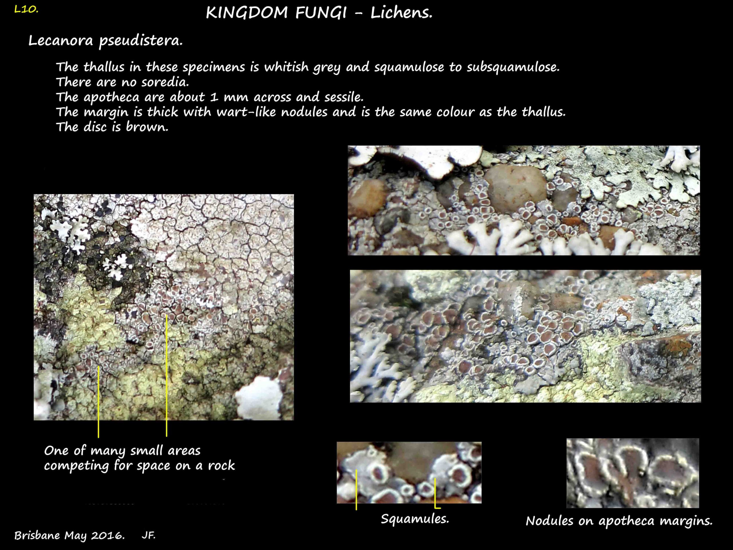 2 Lecanora pseudistera - a squamulose lichen