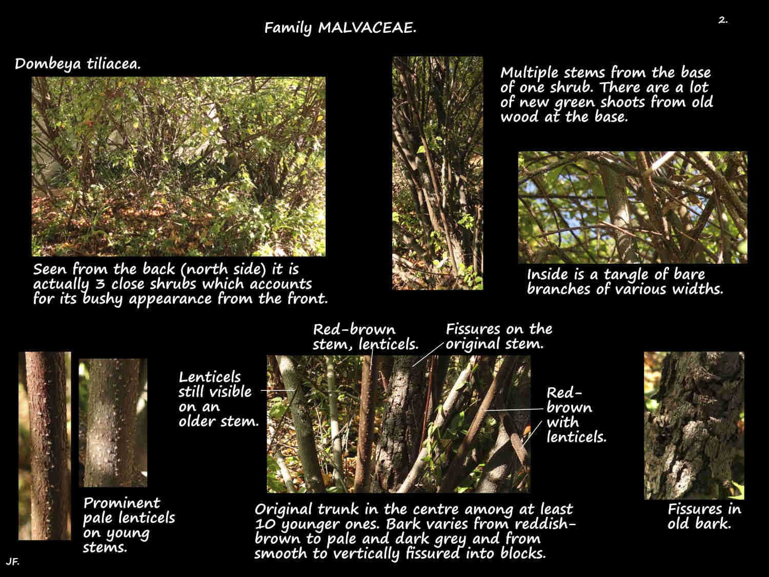 2 Lenticels on Dombeya tiliacea stems