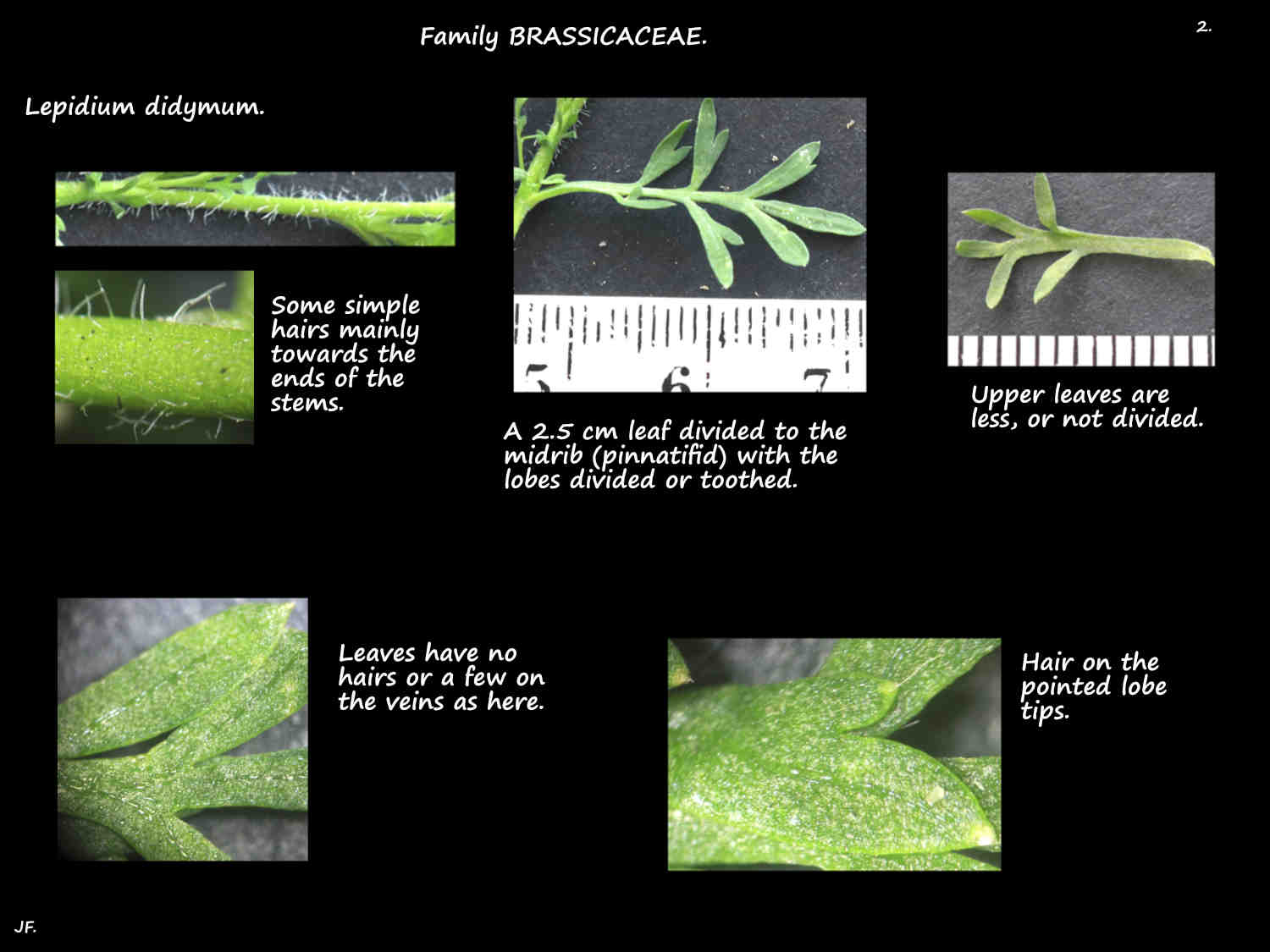 2 Lepidium didymum leaves