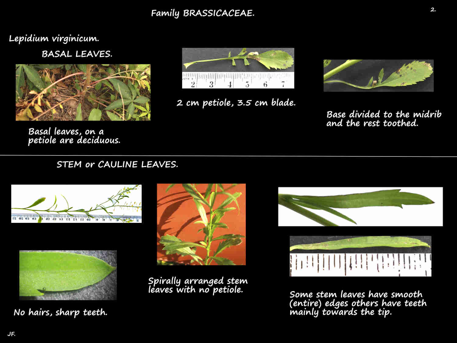 2 Lepidium virginicum basal & stem leaves