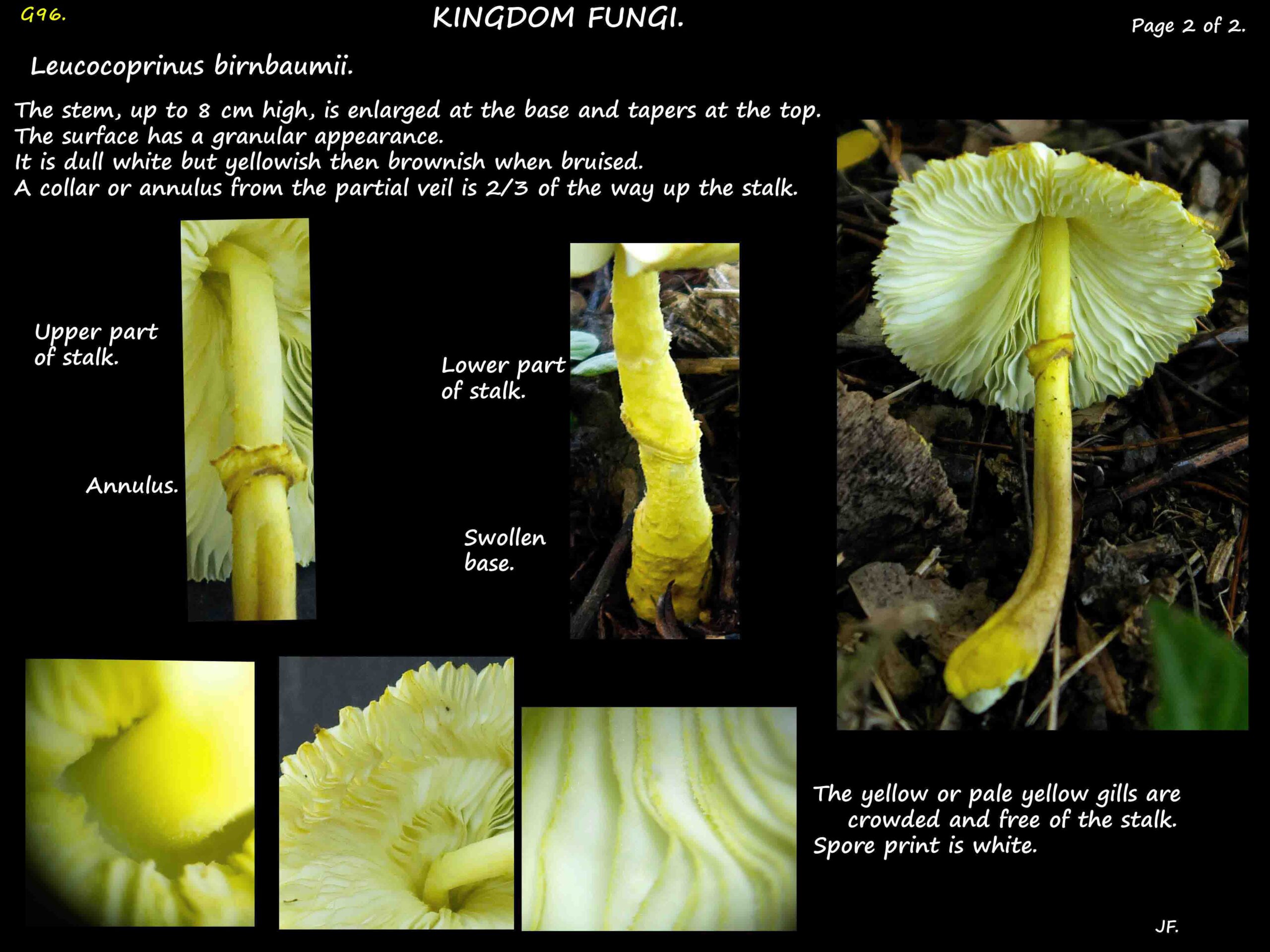 2 Leucocoprinus birnbaumii stem, annulus & gills