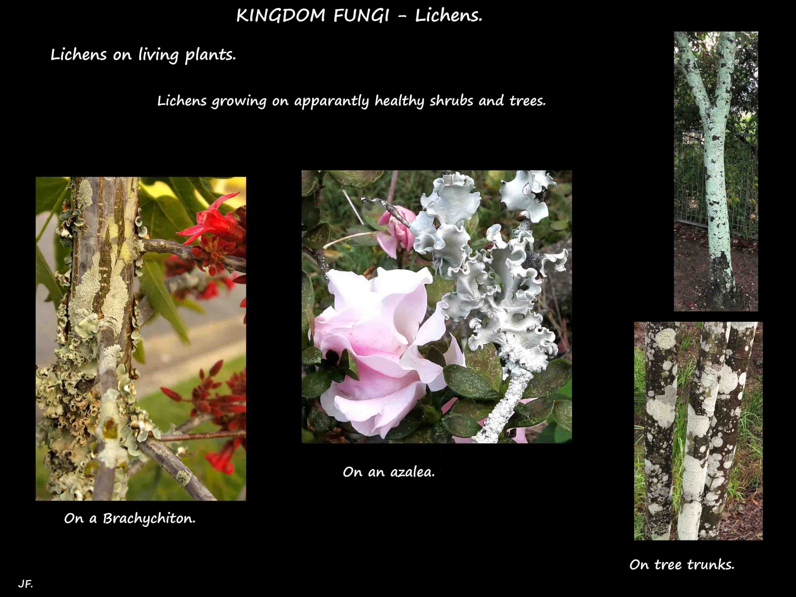 2 Lichens growing on living plants