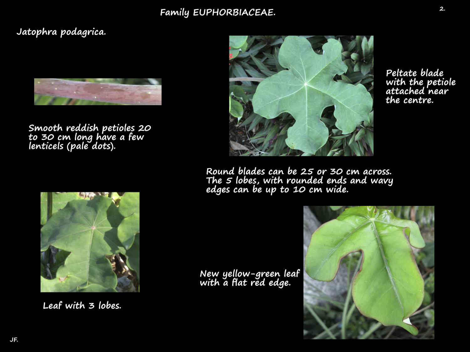 2 Lobed Jatophra podagrica leaves