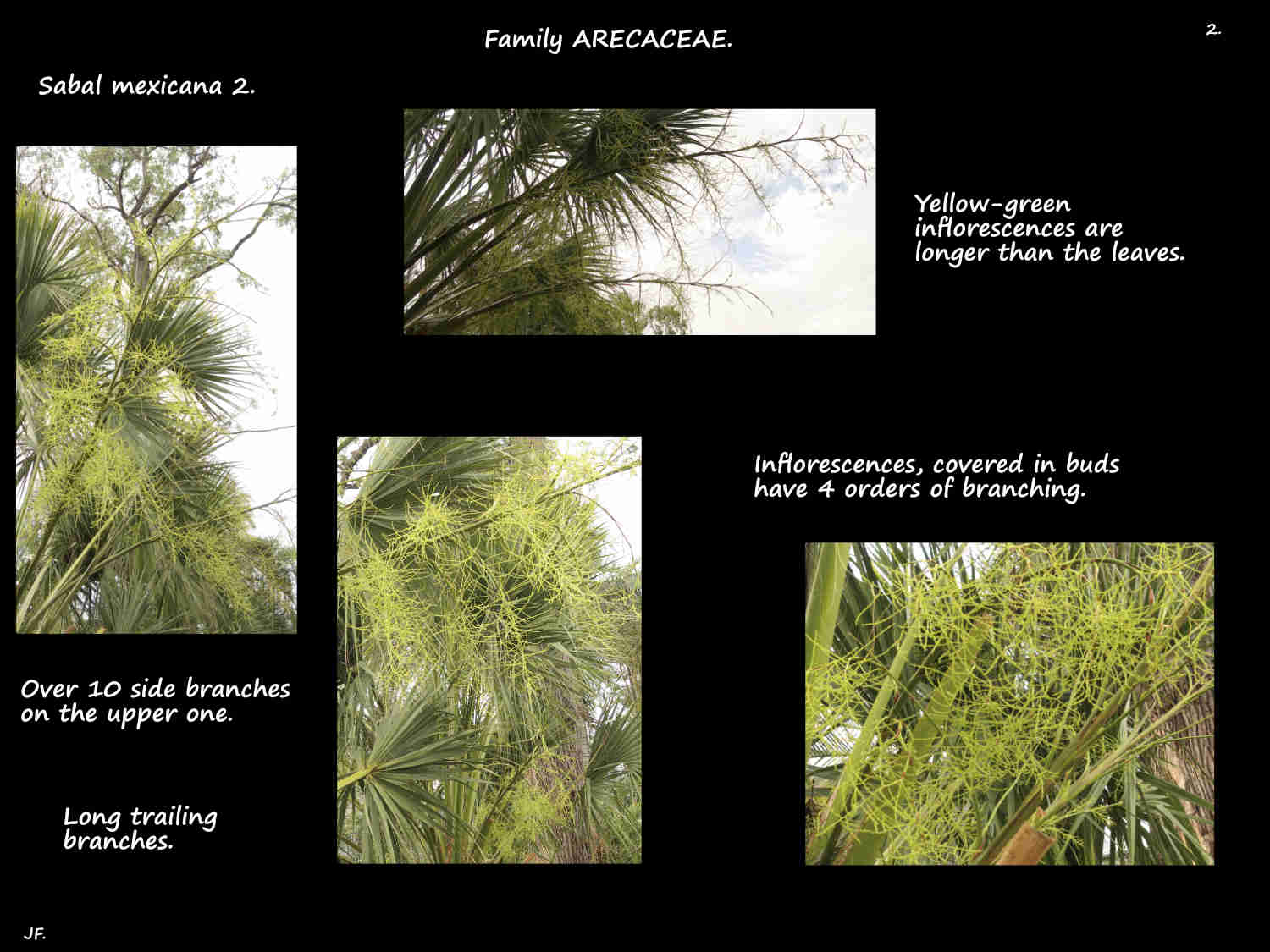 2 Long Sabal mexicana inflorescences