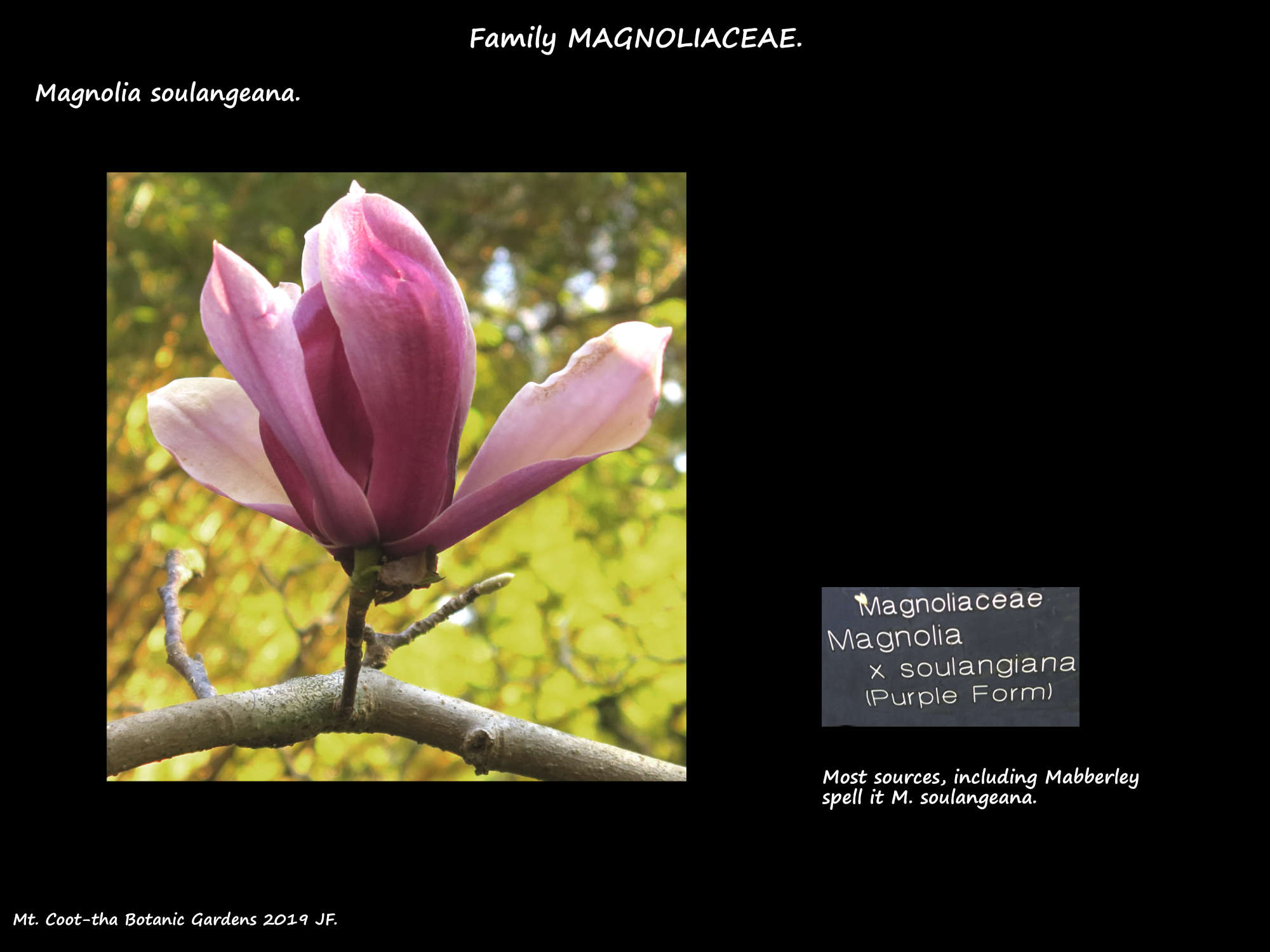 2 Magnolia x soulangeana