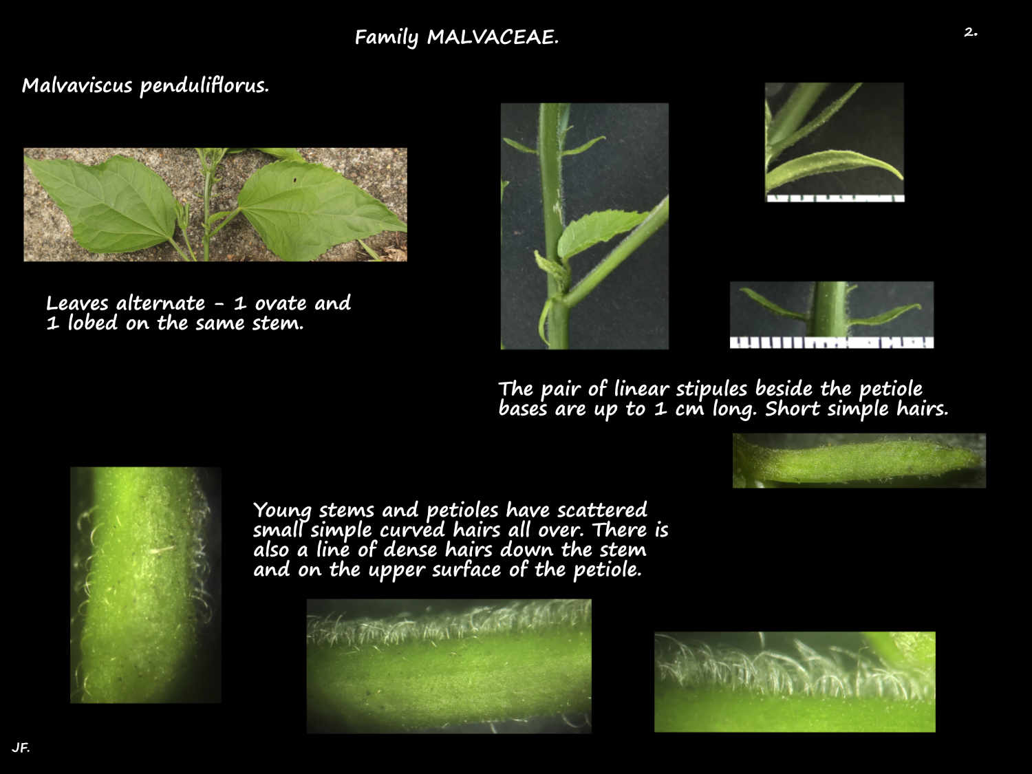 2 Malvaviscus penduliflorus stipules