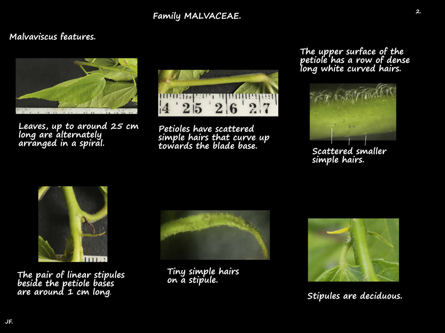 2 Malvaviscus stipules