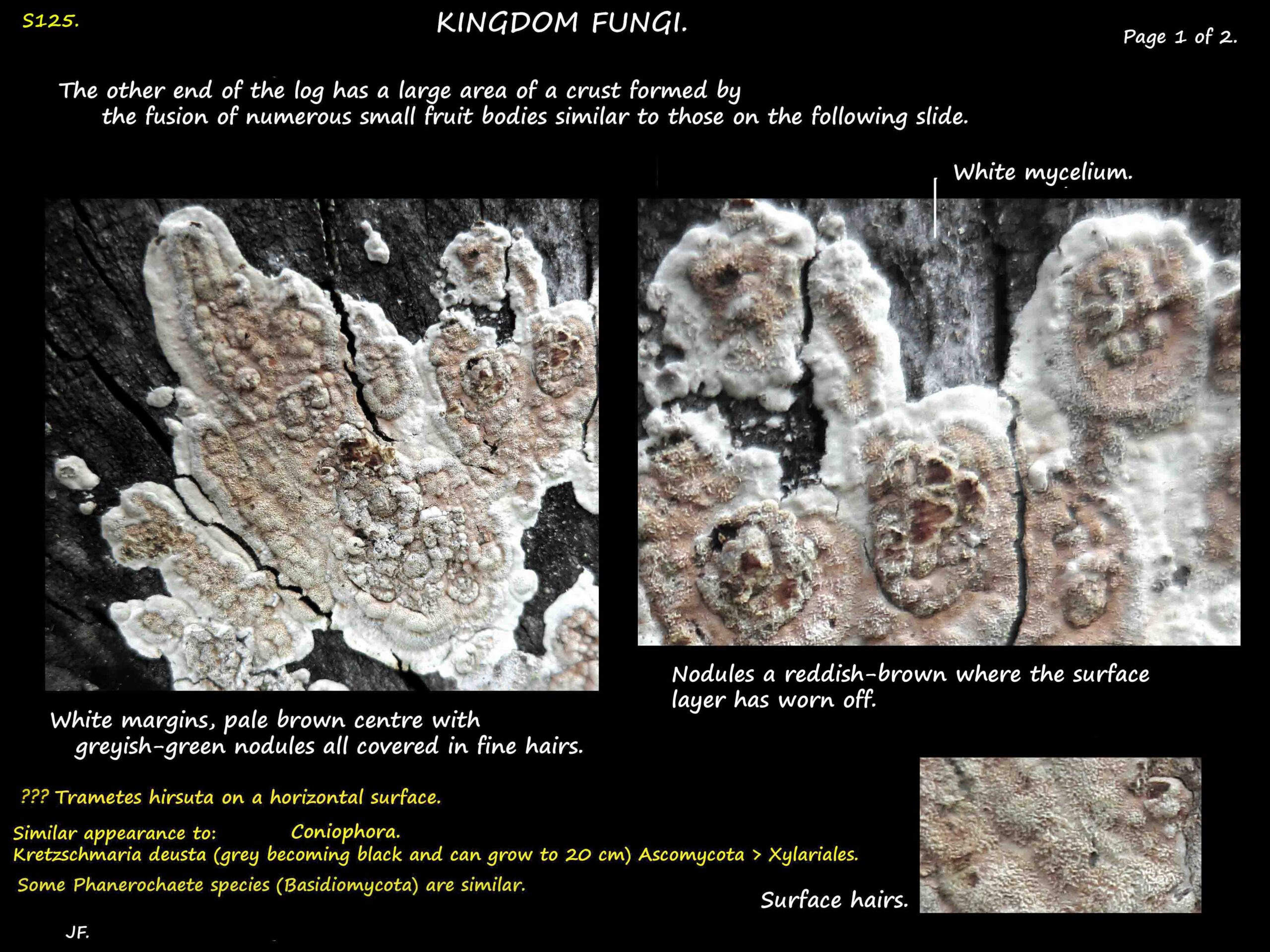 1b Details of a crust fungus specimen