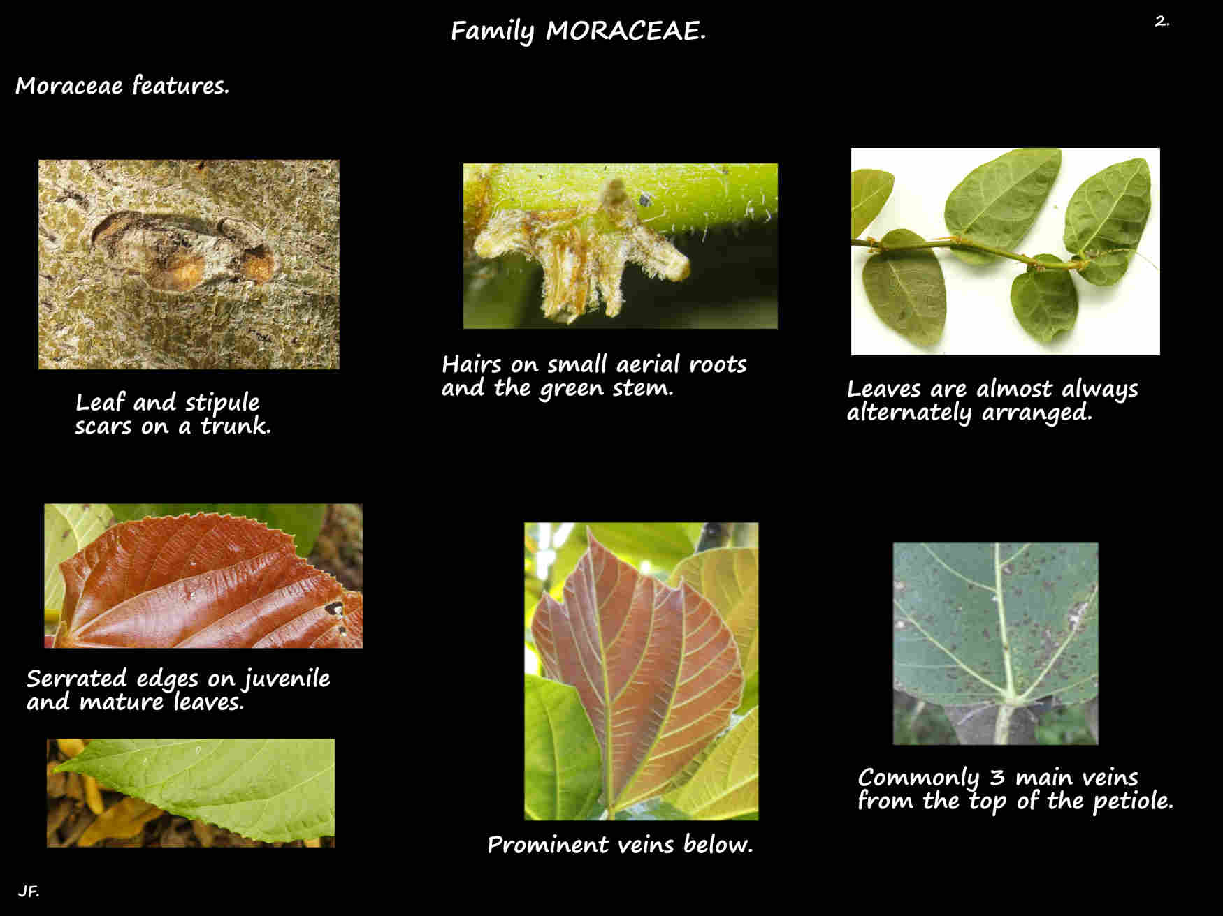 2 Moraceae leaf scars & venation
