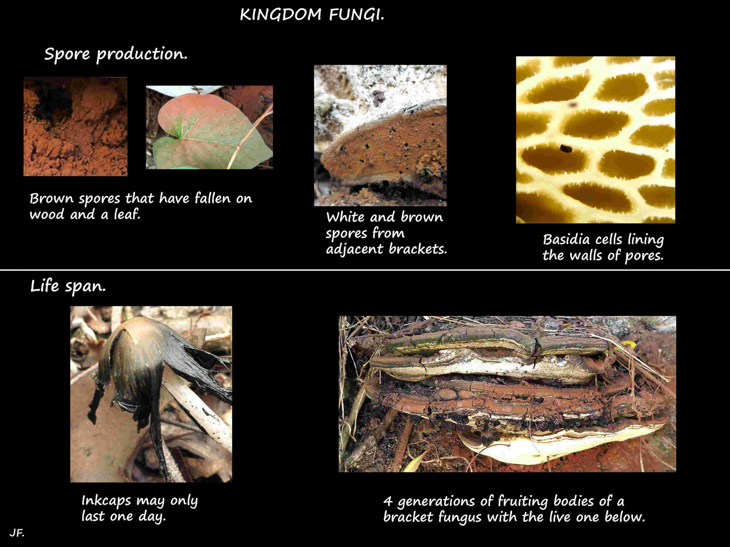 2 Mushroom spores & their life span
