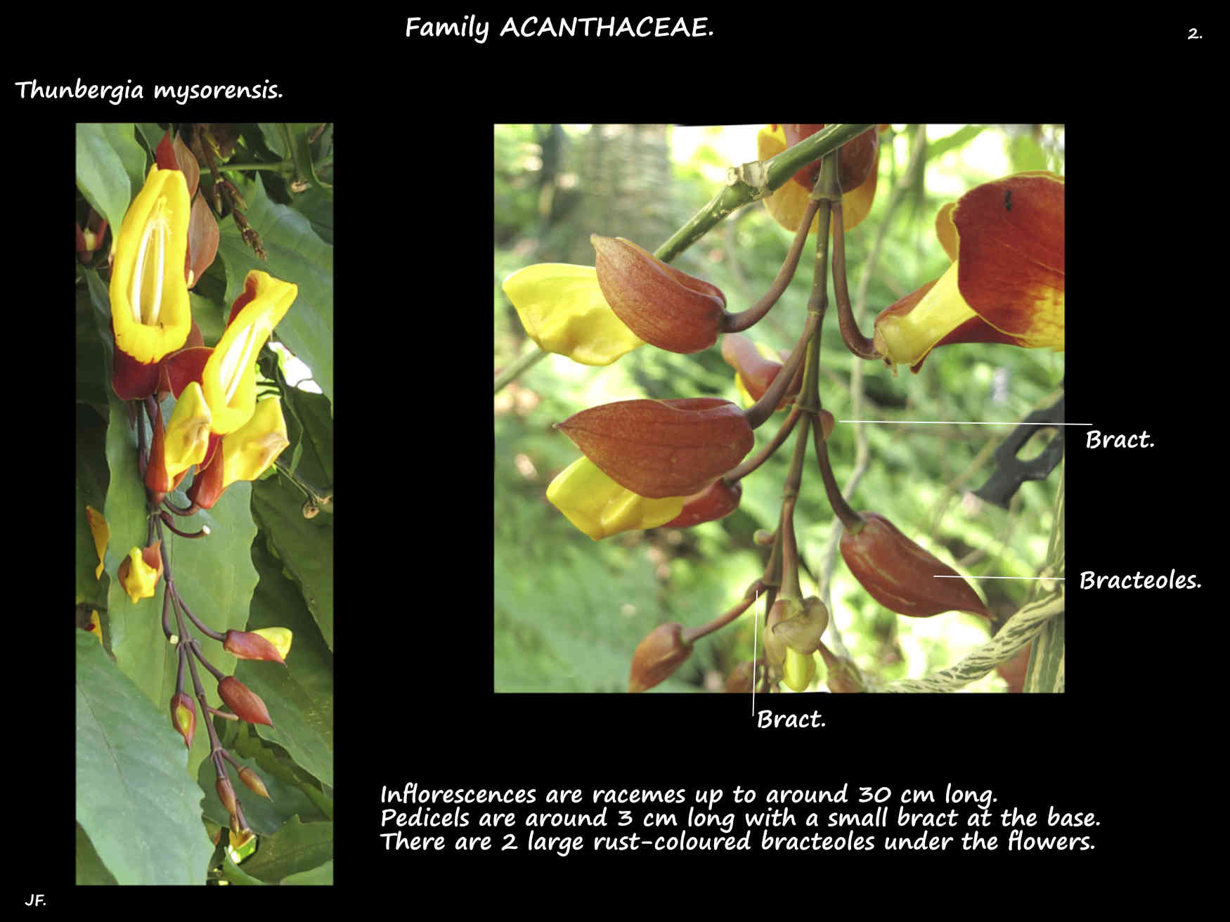 2 Mysore trumpet vine inflorescence bracts & bracteoles