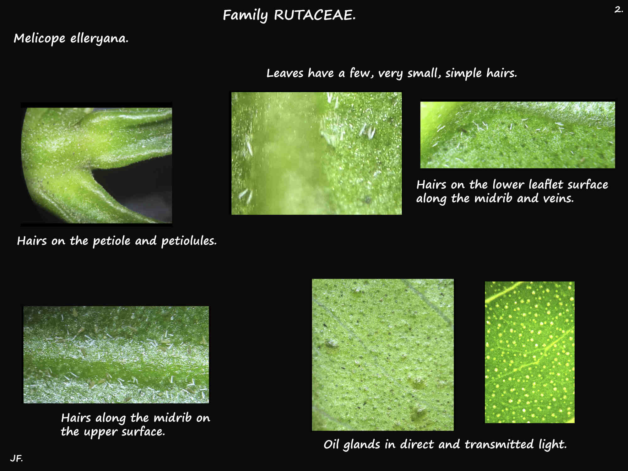 2 Oil glands & hairs on Melicope elleryana leaves