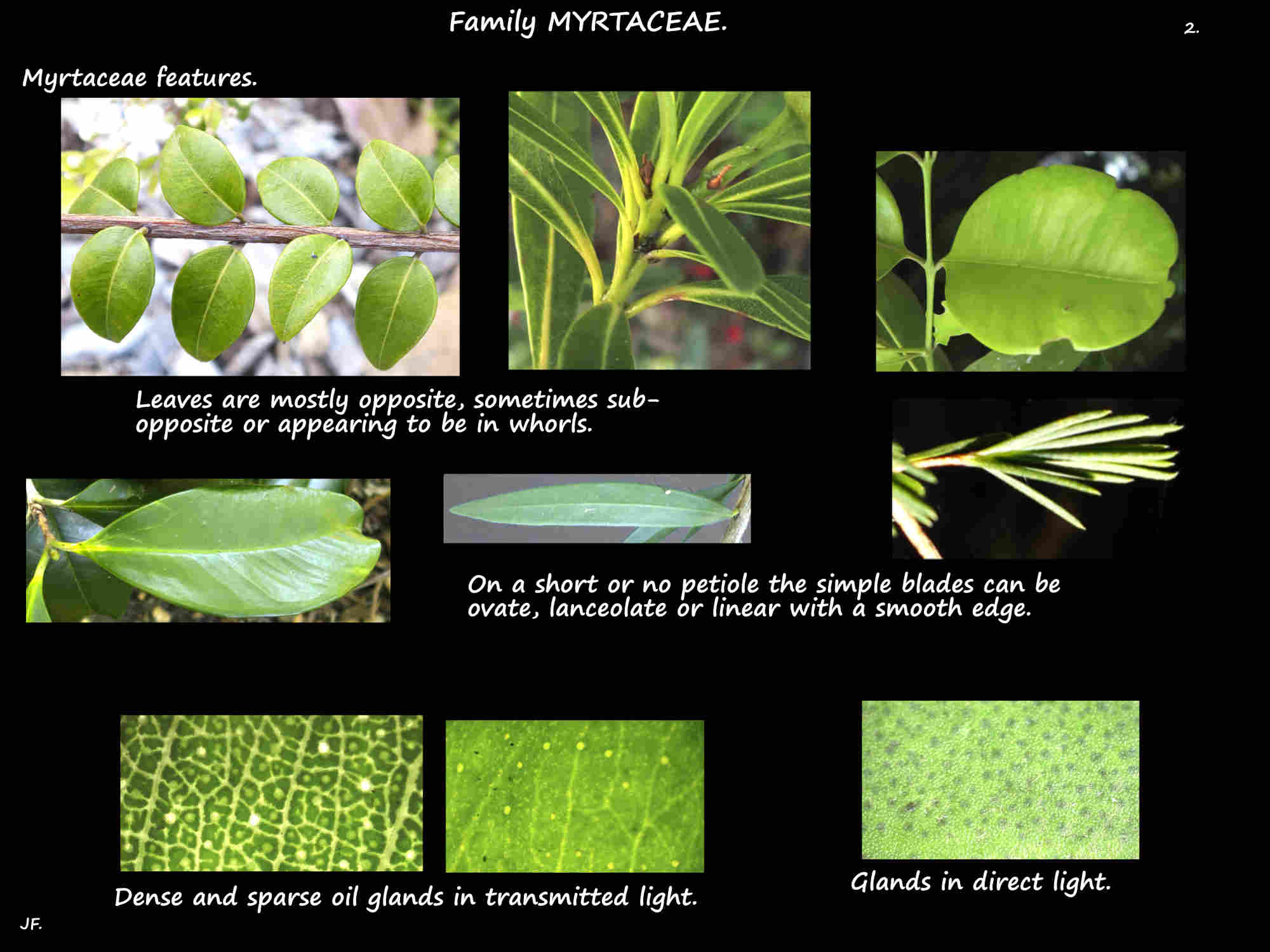 2 Oil glands in Myrtaceae leaves