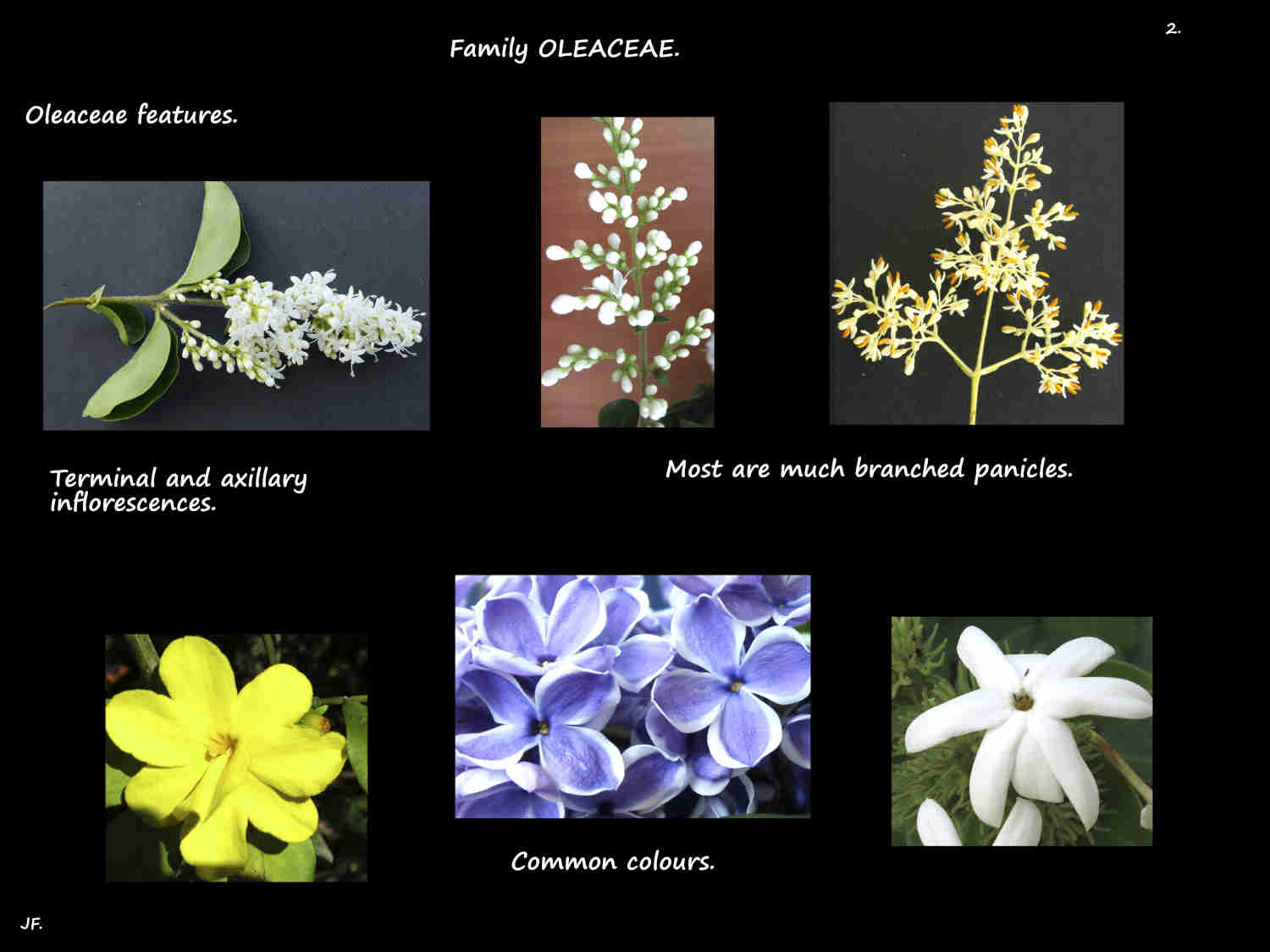 2 Oleaceae inflorescences