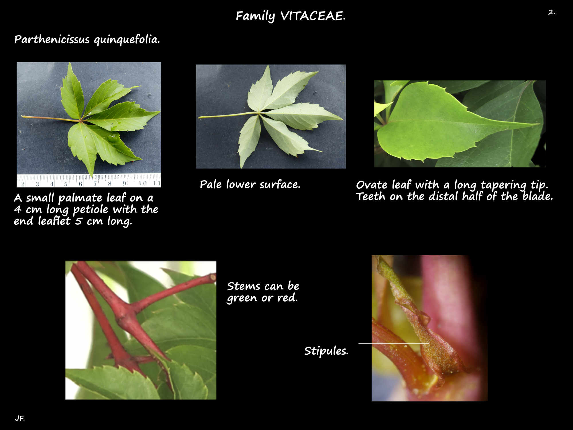 2 Palmate leaves of Parthenocissus quinquefolia