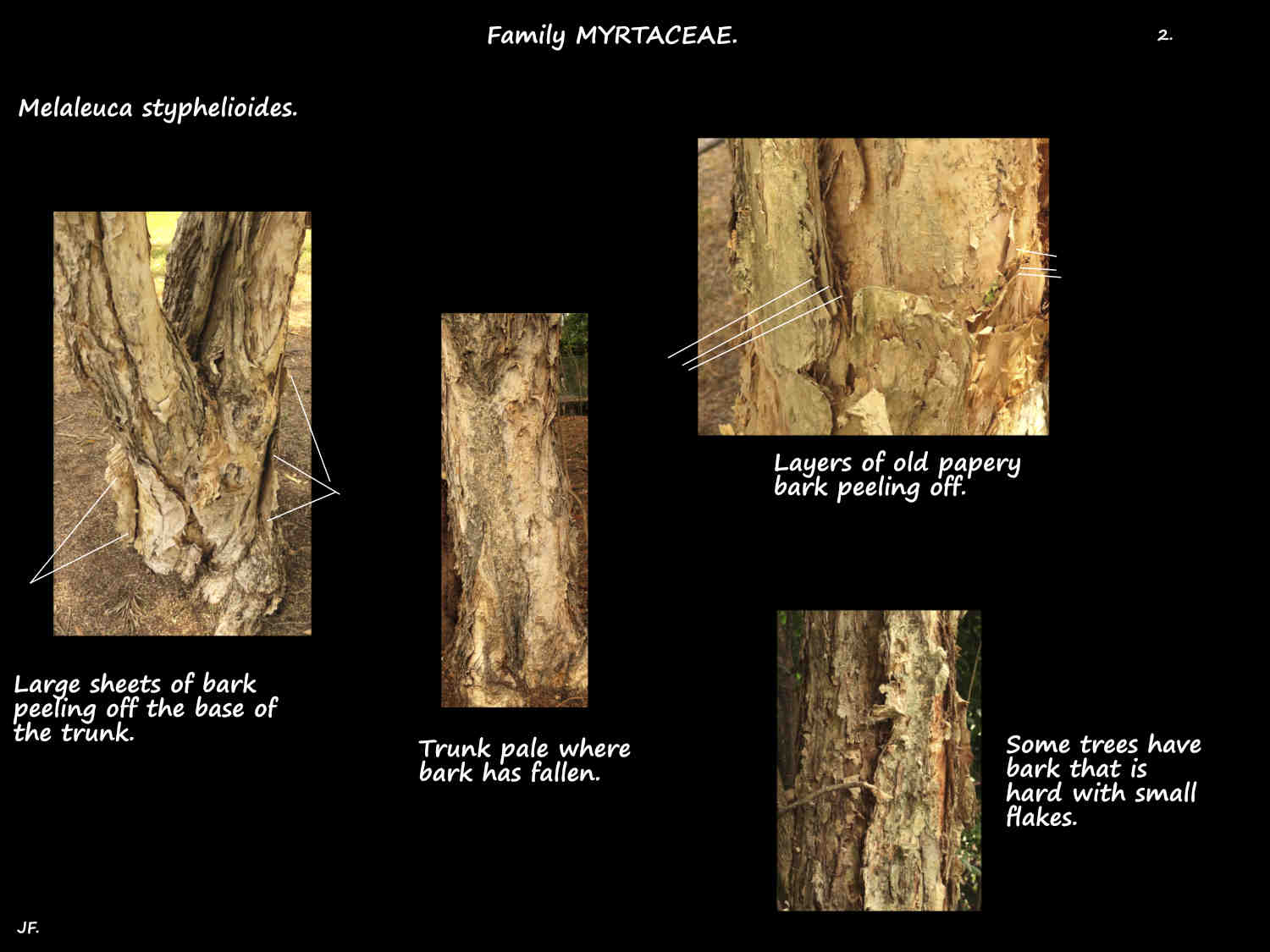 2 Papery Melaleuca styphelioides bark
