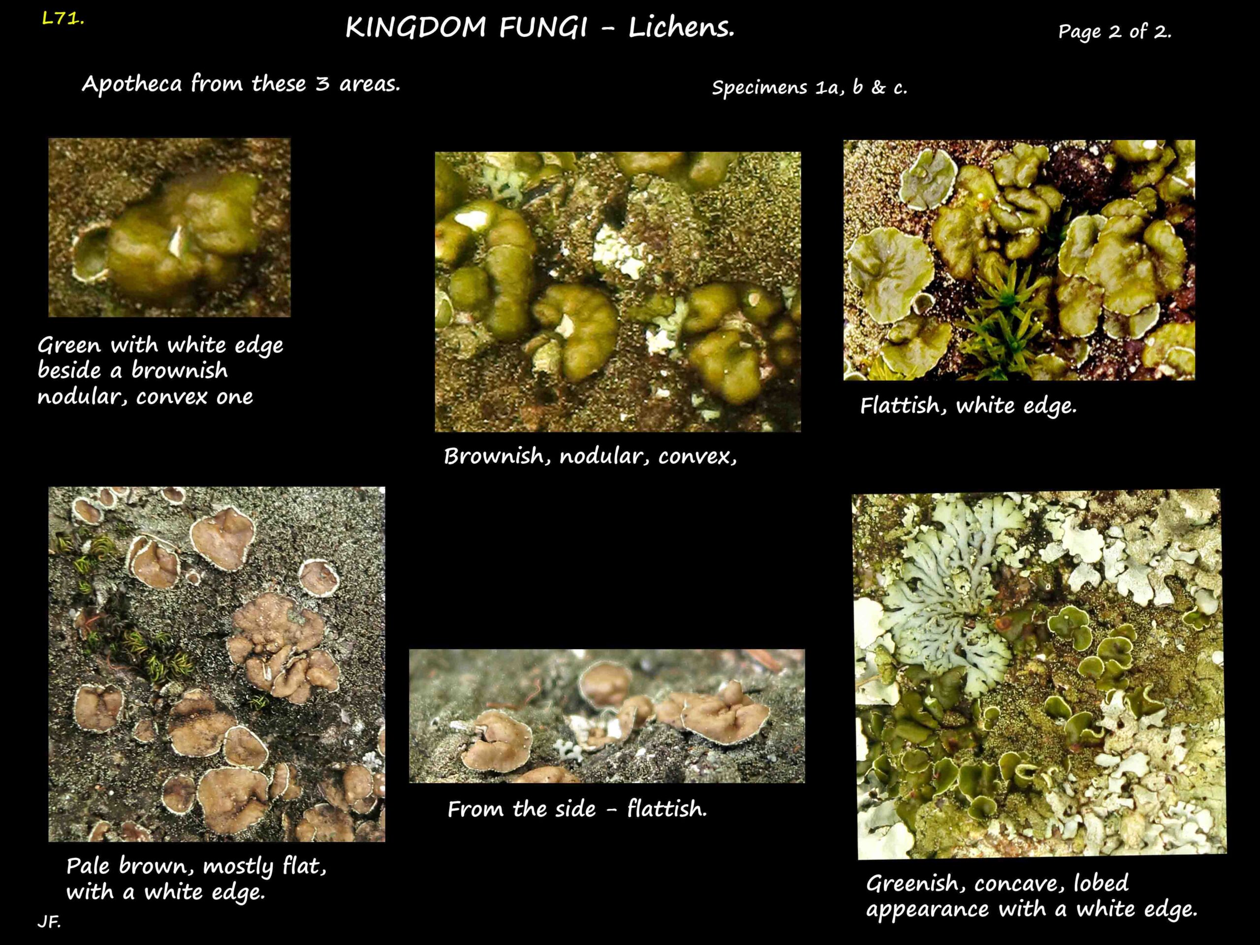 2 Apotheca of Parmeliaceae lichens