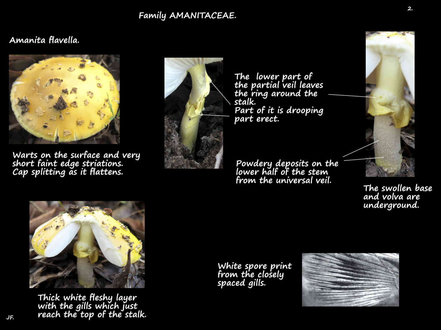 2 Partial veil & spores of an Amanita flavella