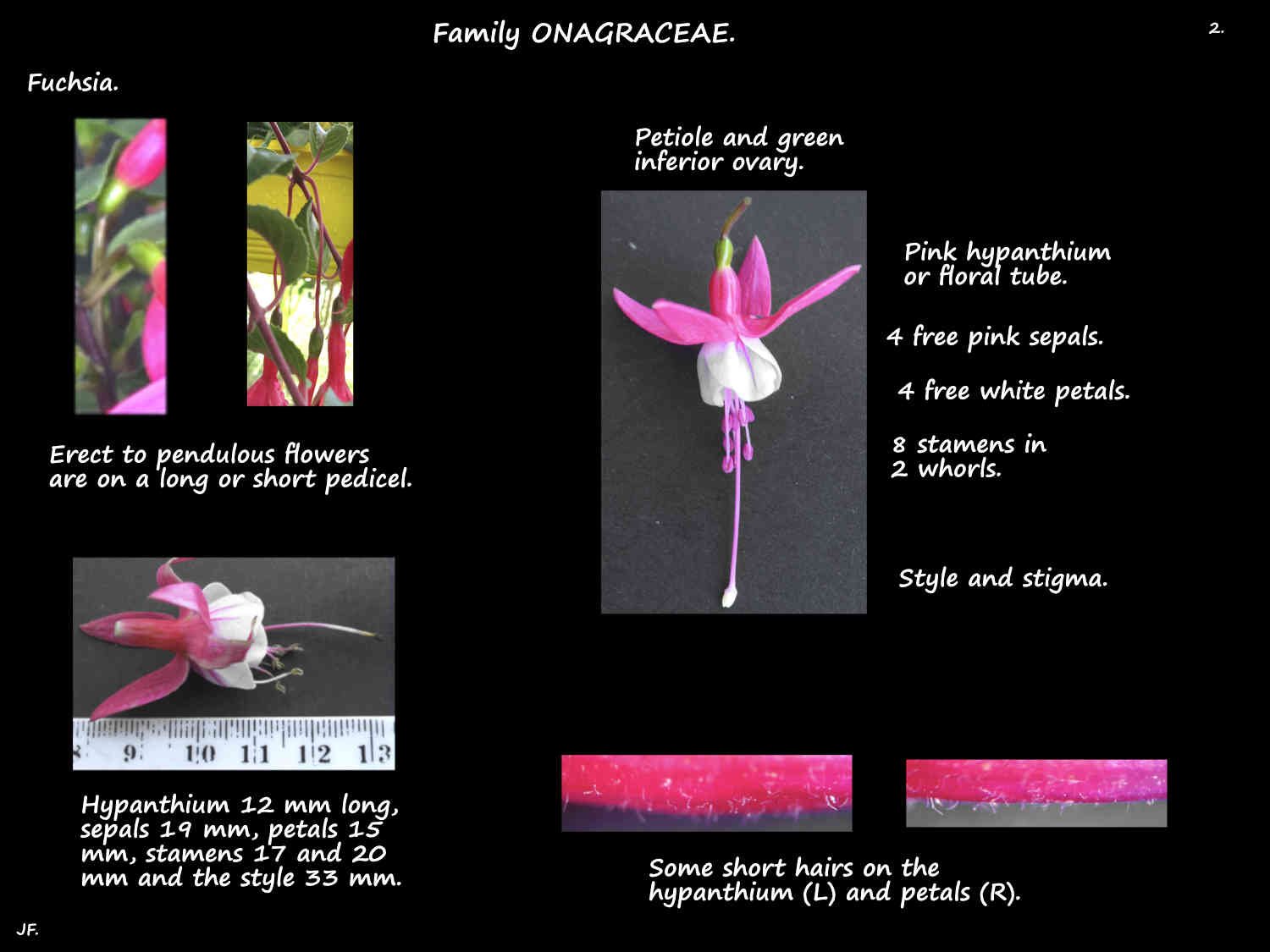 2 Parts of a Fuchsia flower