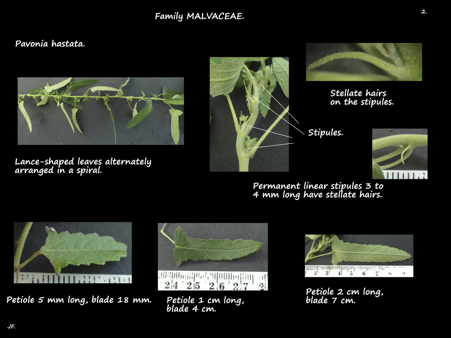 2 Pavonia hastata leaves