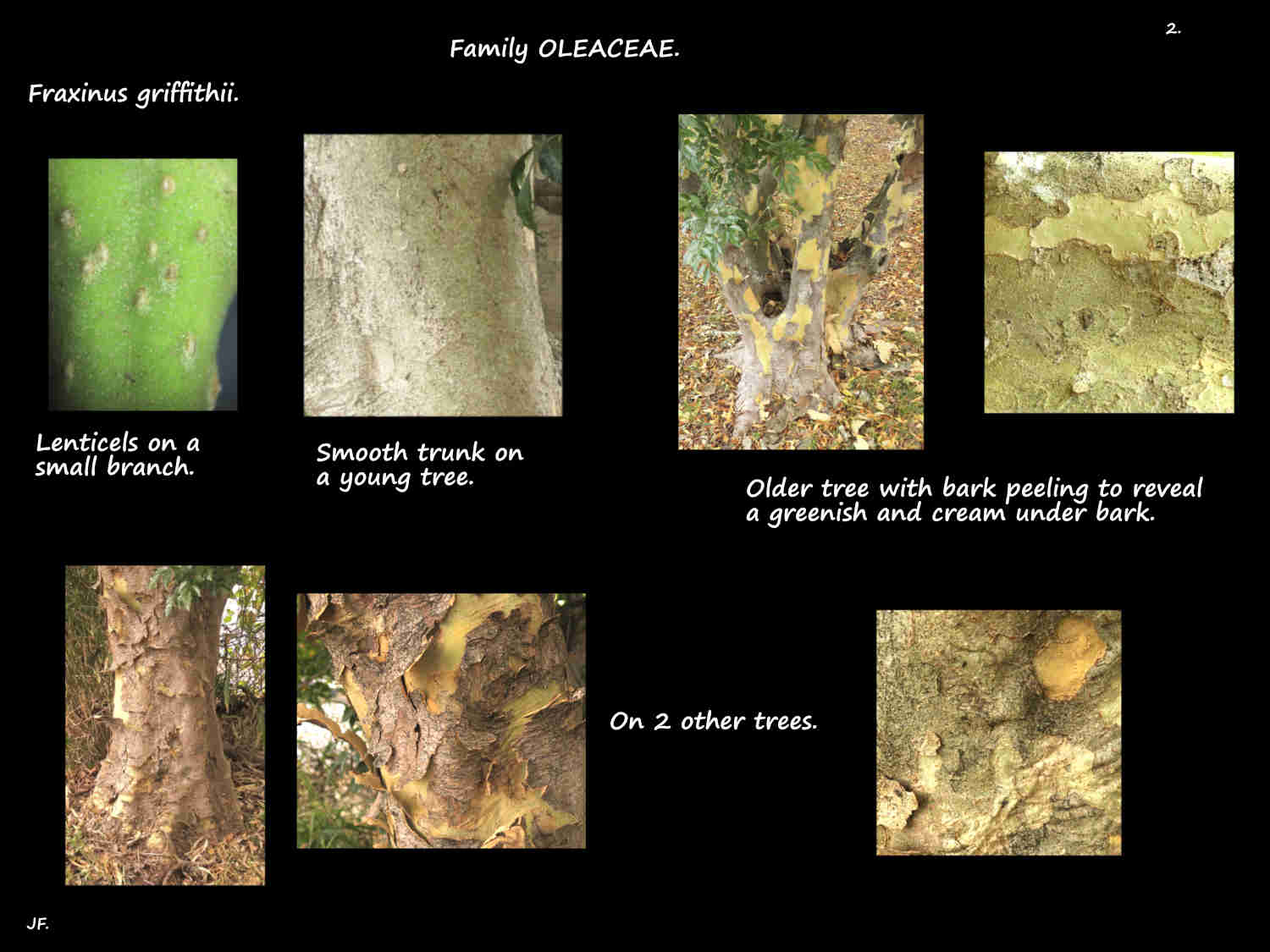 2 Peeling bark on Fraxinus griffithii trunks