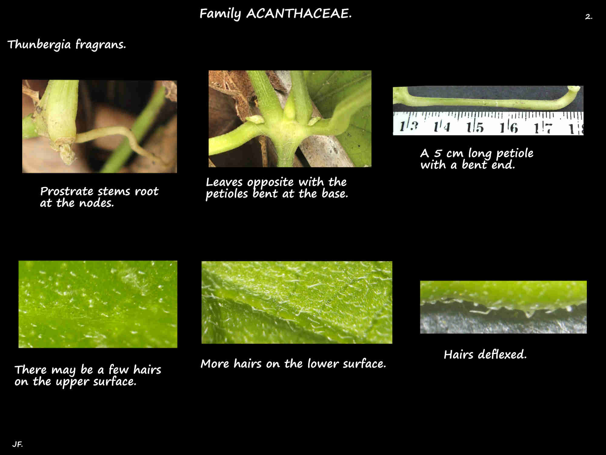 2 Petioles & leaf hairs of Thunbergia fragrans