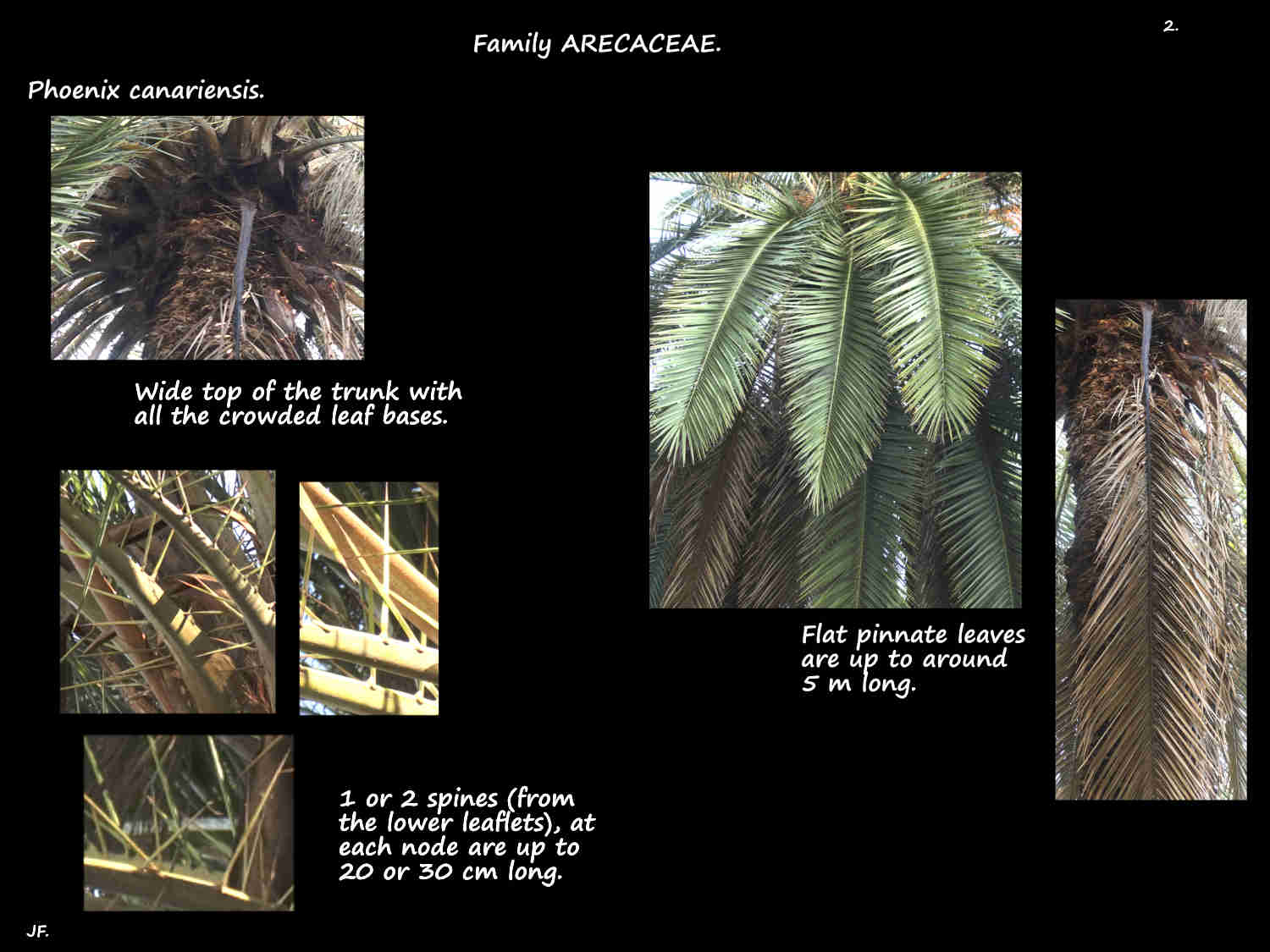 2 Phoenix canariensis leaves & spines