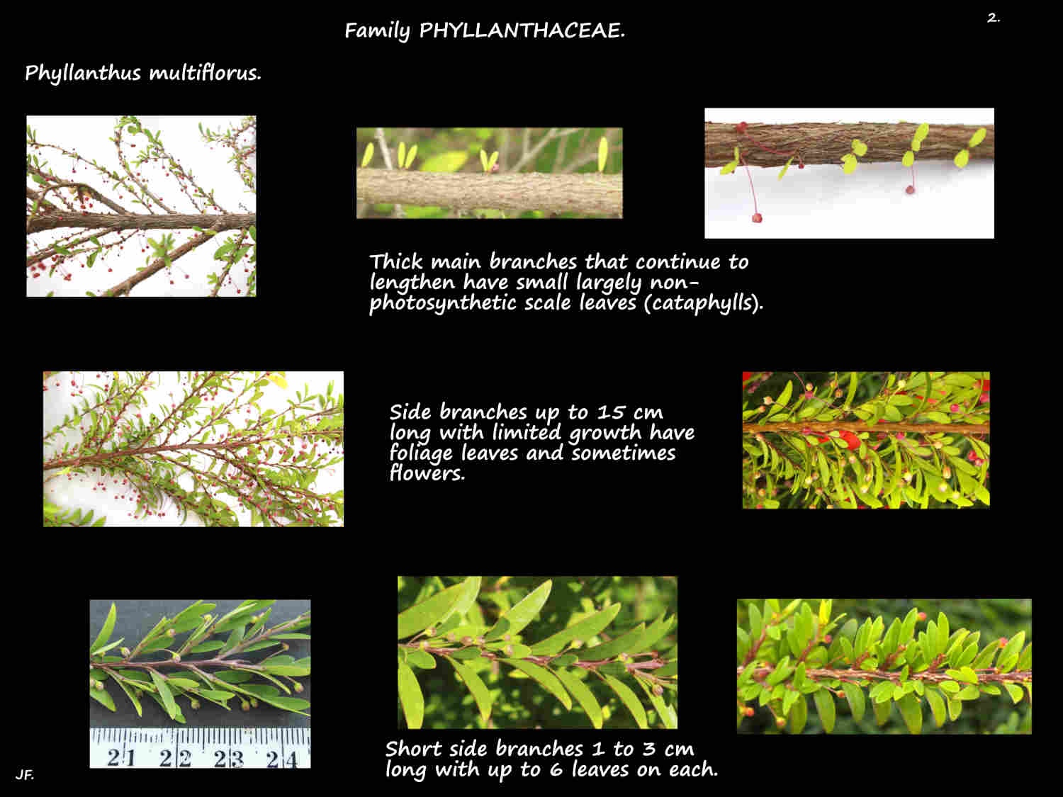 2 Phyllanthus multiflorus branching & scale leaves