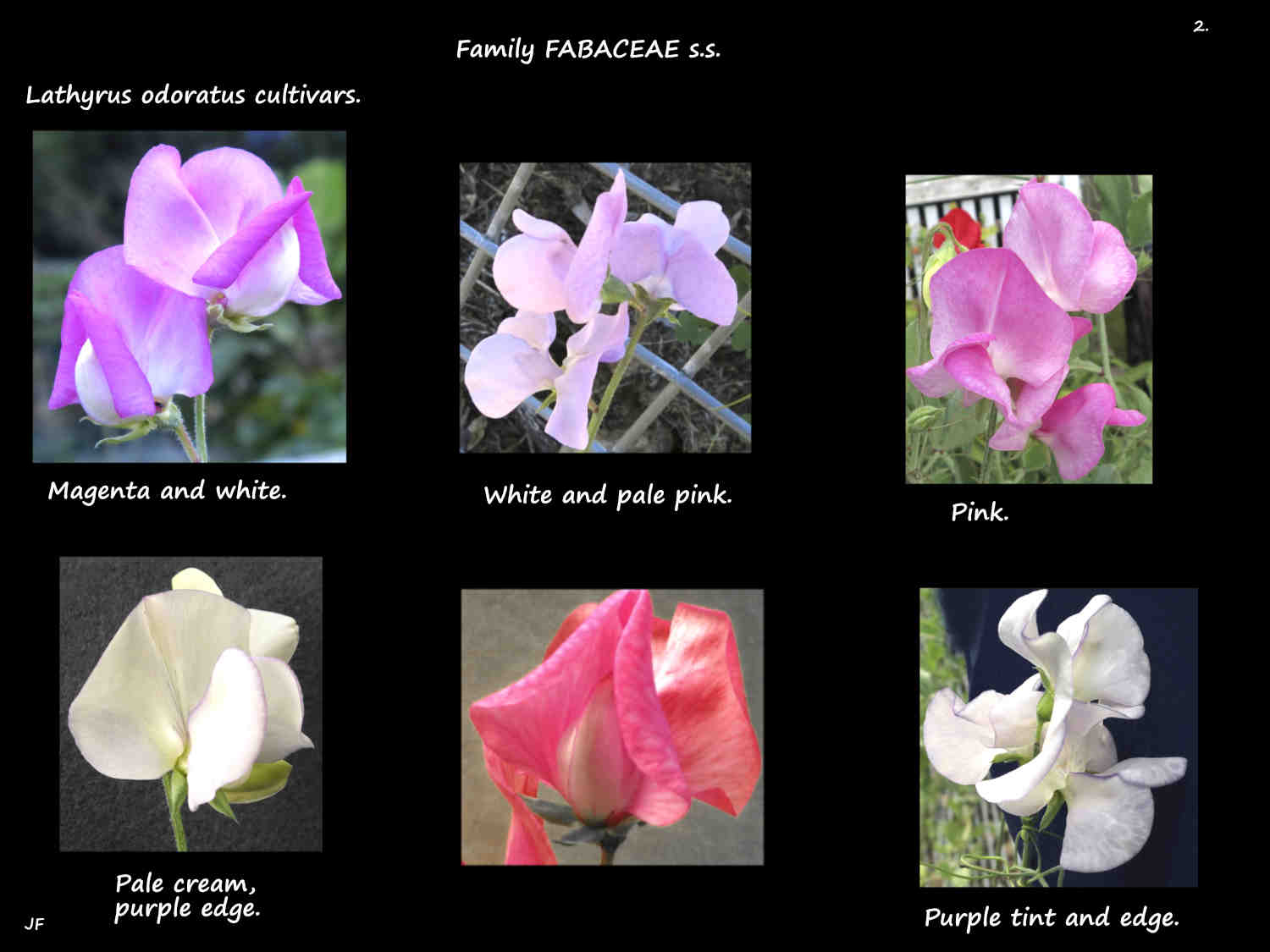 2 Pink, magenta & white Lathyrus odoratus cultivars