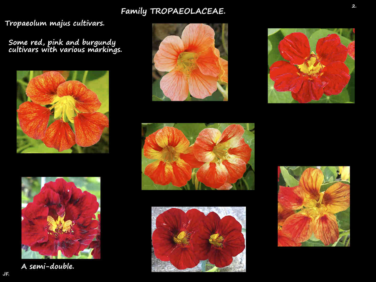 2 Pink & red Nasturtium cultivars