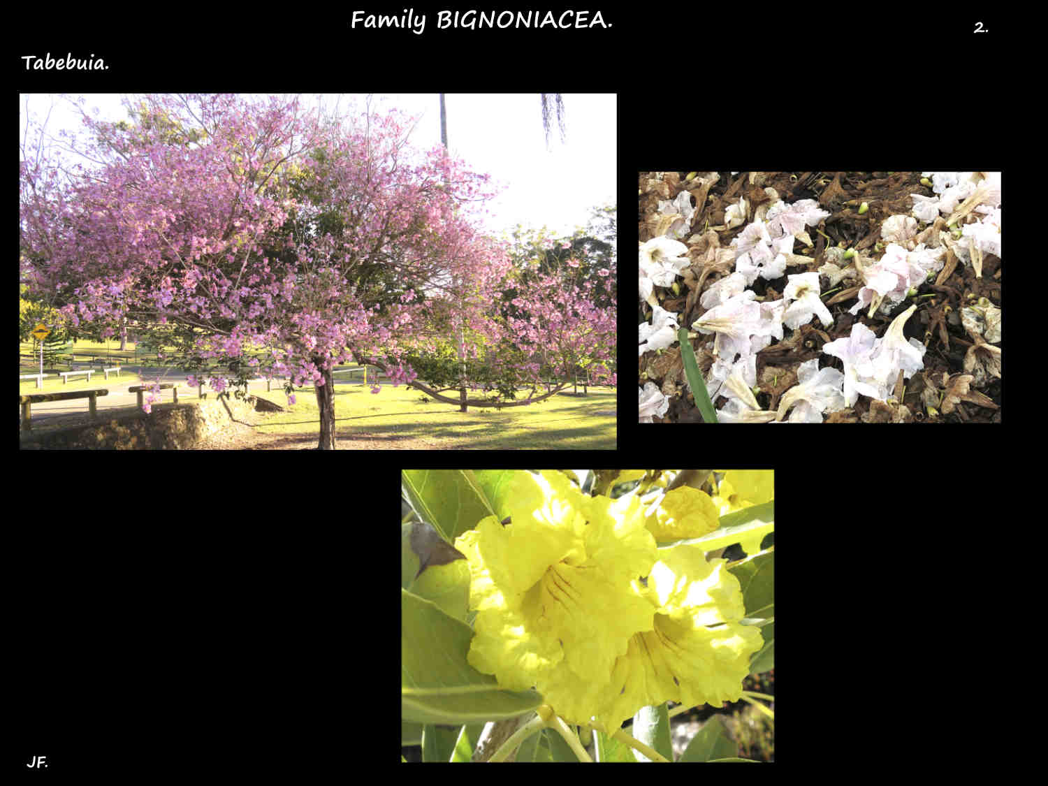 2 Pink yellow & white Tabebuia flowers