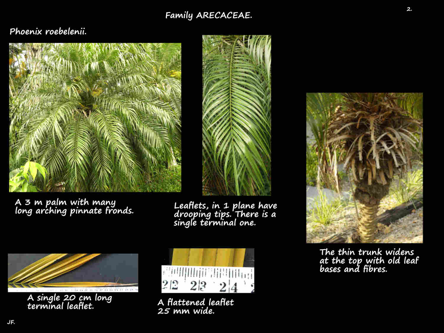 2 Pinnate Dwarf date palm leaves