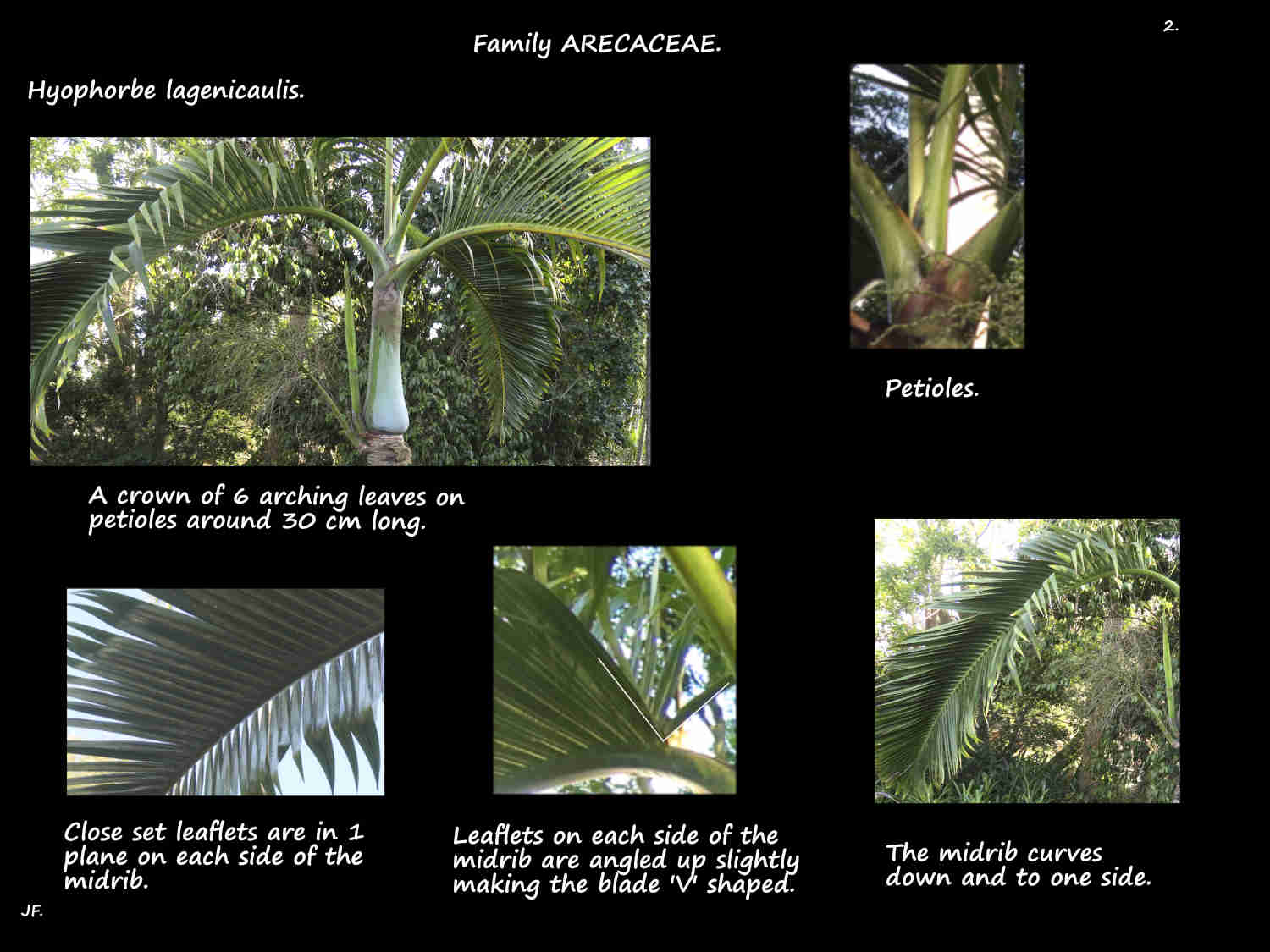 2 Pinnate Hyophorbe lagenicaulis leaves